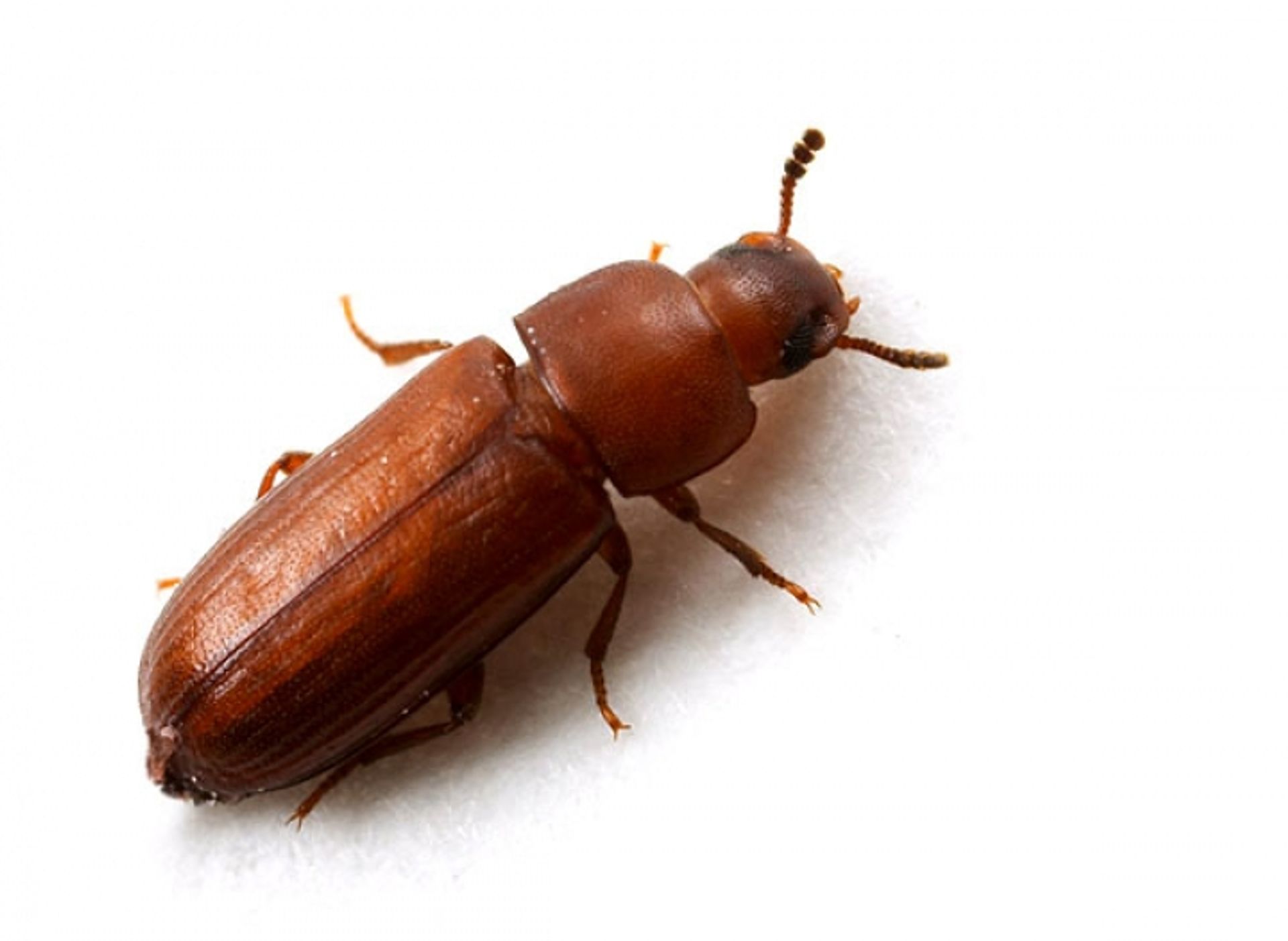 post_خنفساء الدقيق الصدئية