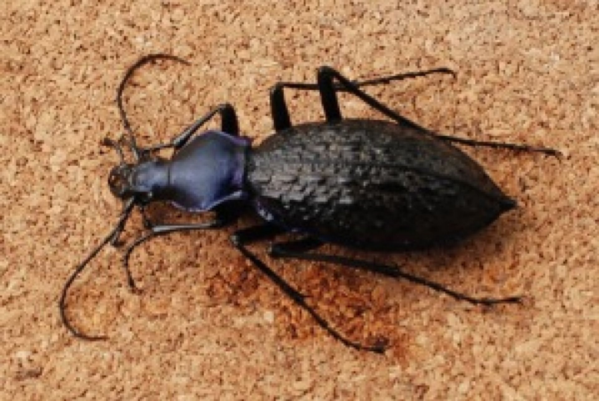 post_خنفساء فرقع لوز