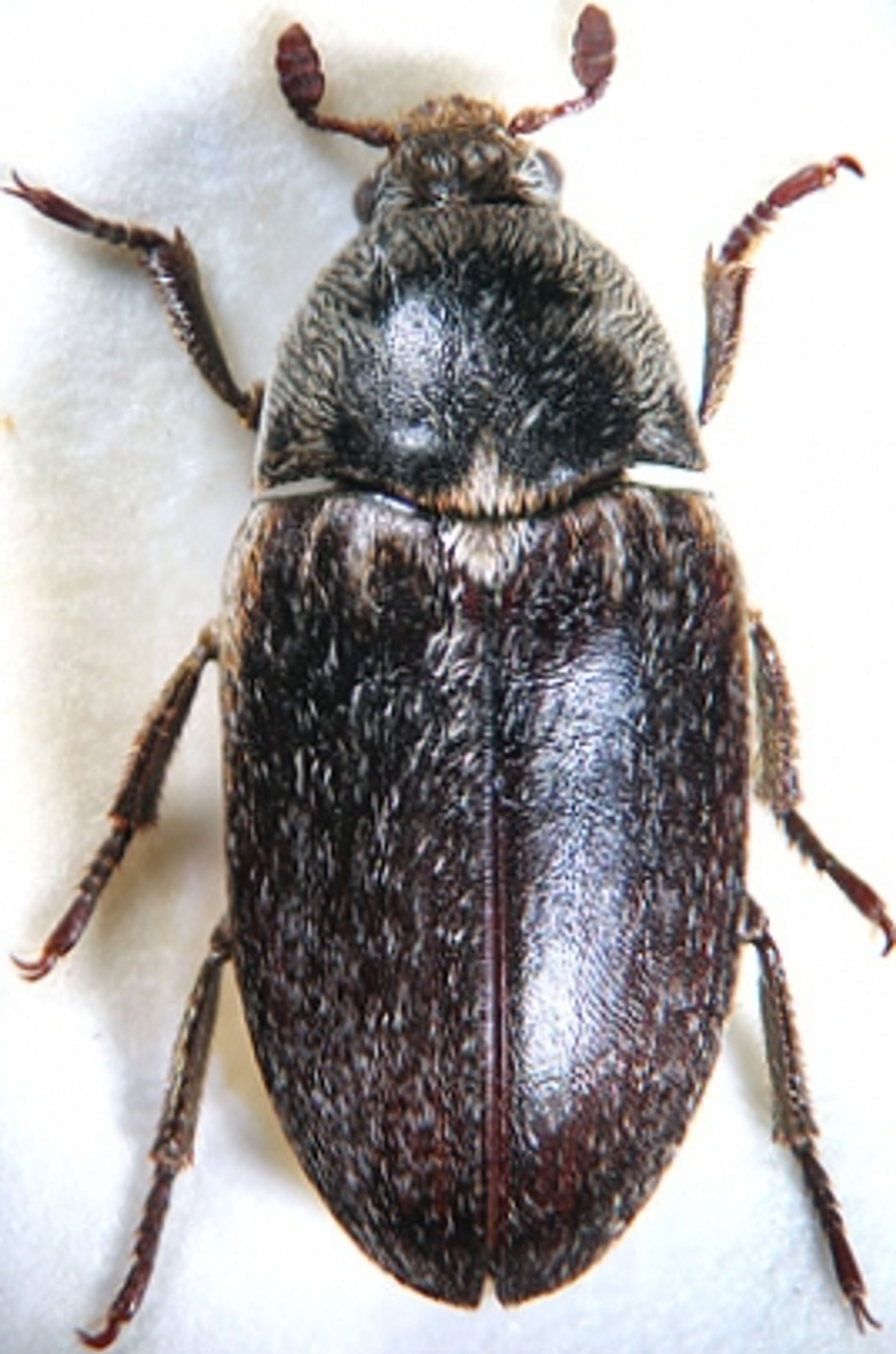 post_خنفساء الجلود