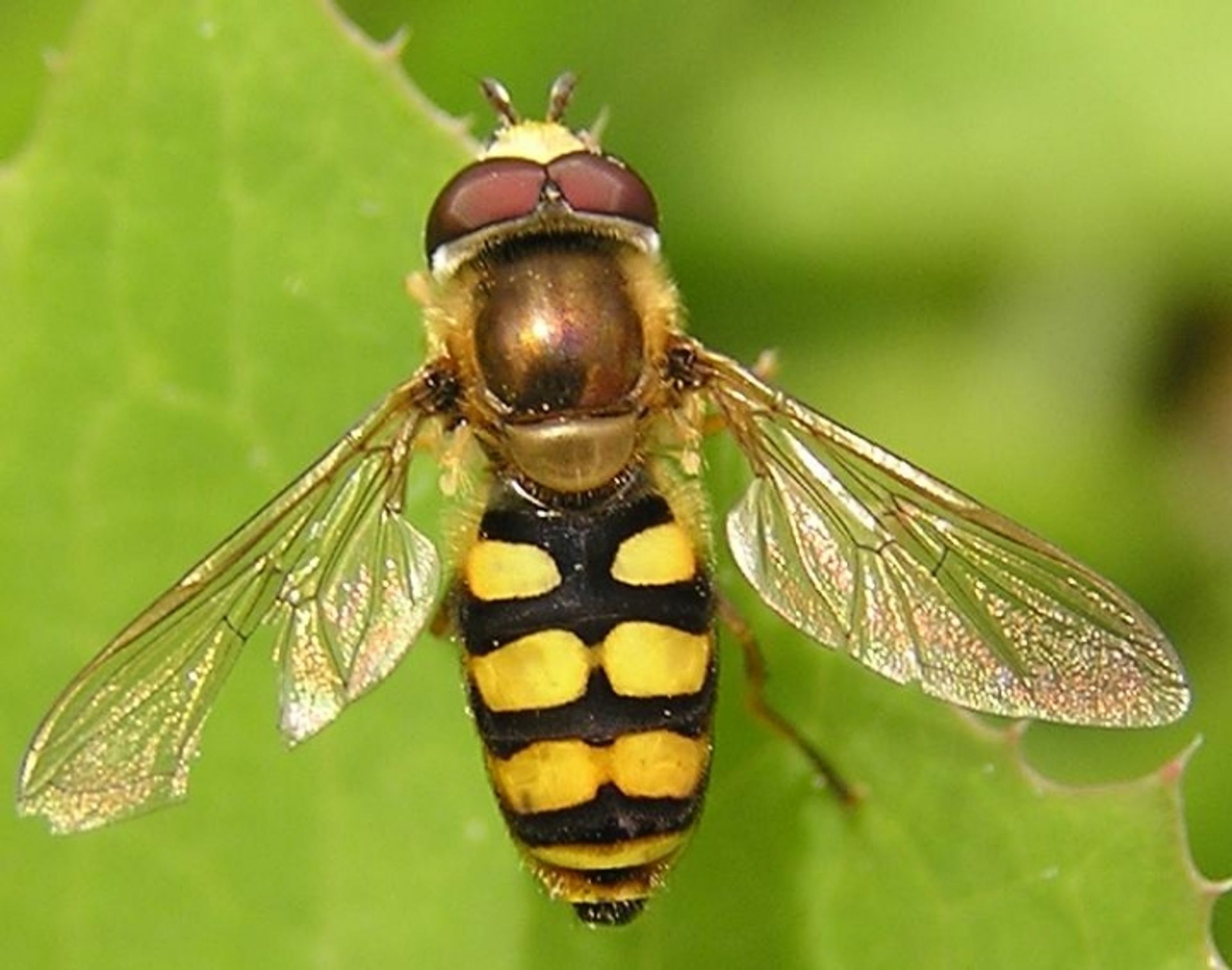 post_ الذبابة الحوامة