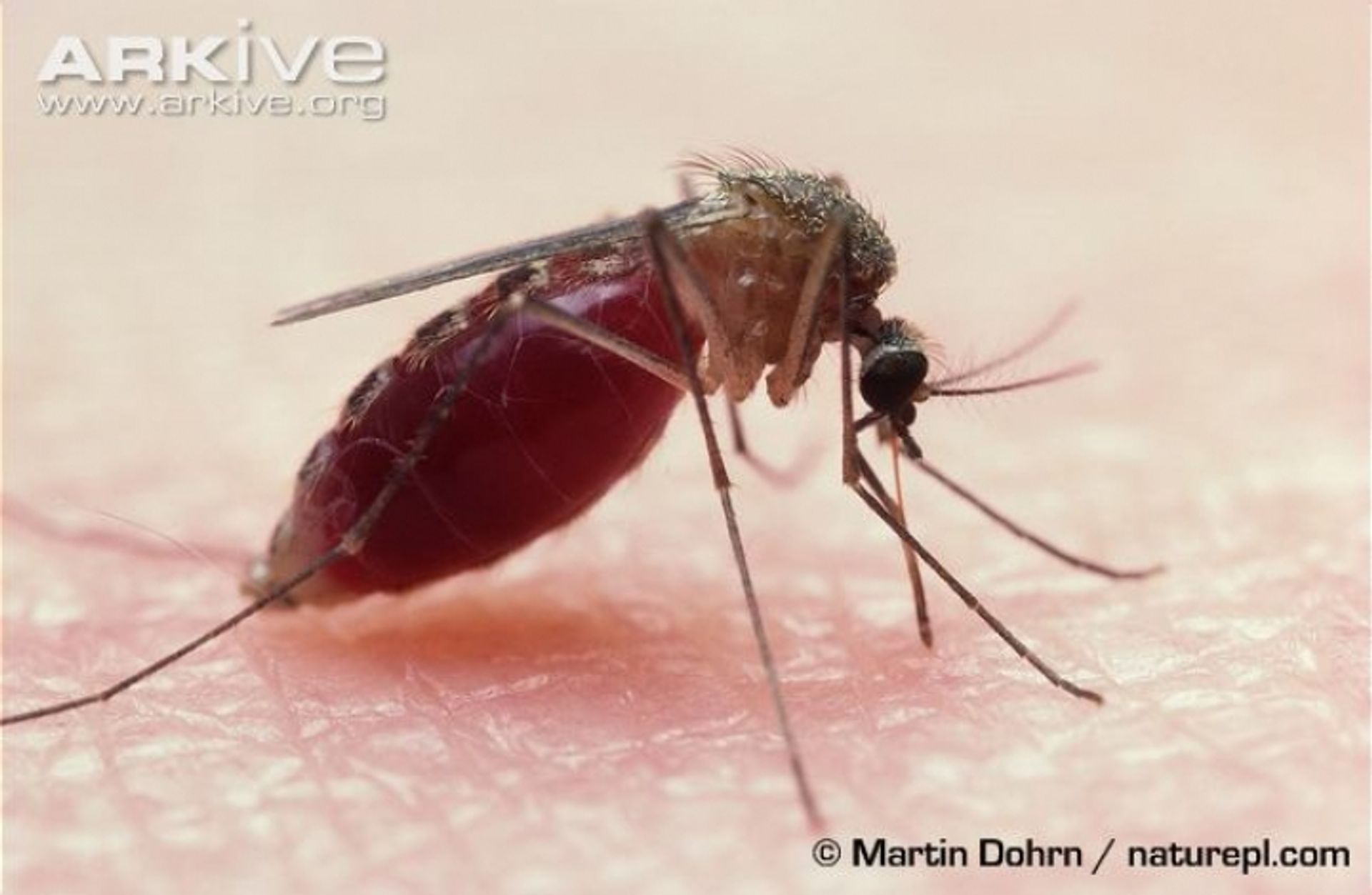 post_البعوضة المنزلية