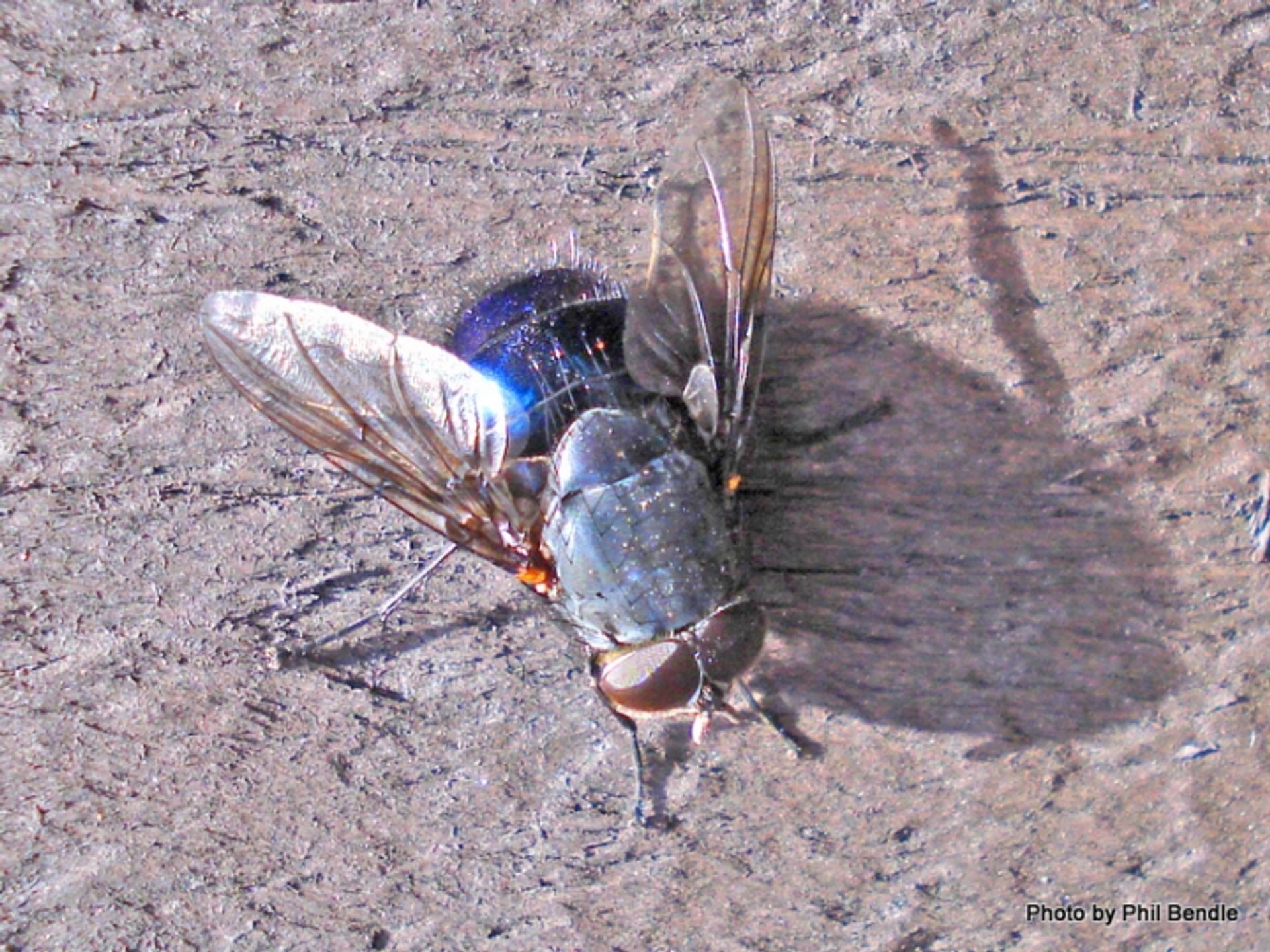 post_الذبابة الزرقاء