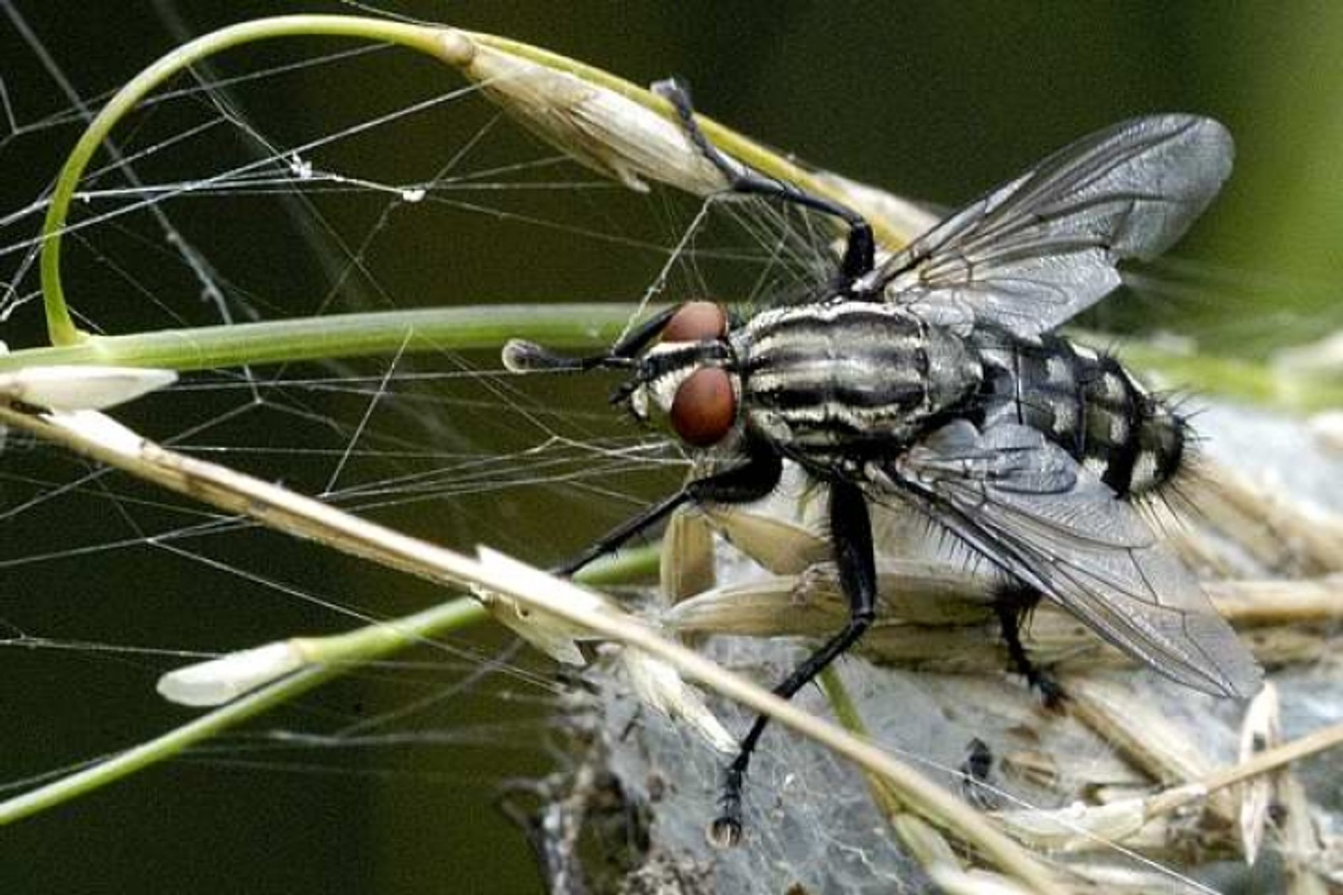 post_ذبابة اللحم