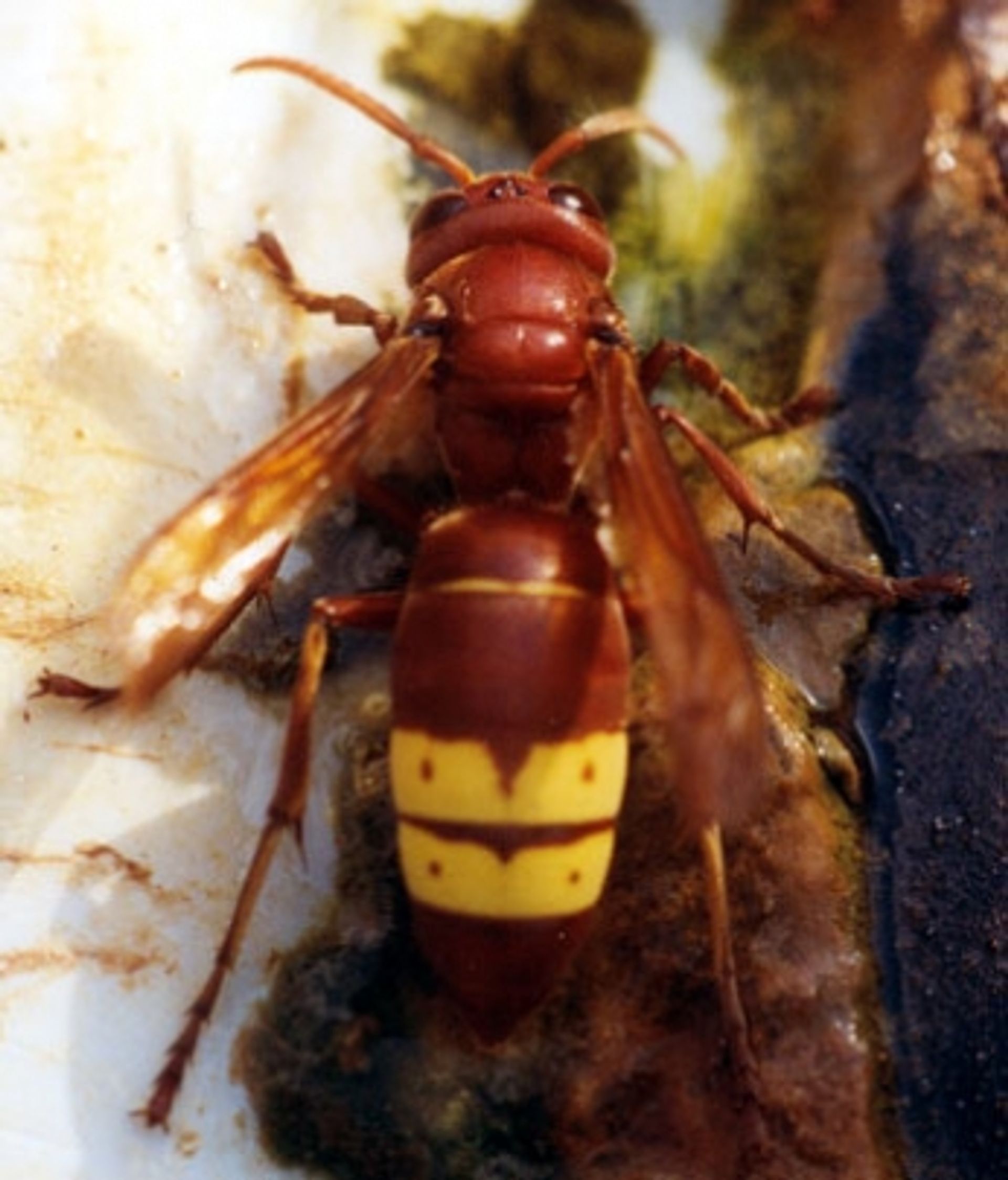 post_زنبور البلح الأحمر