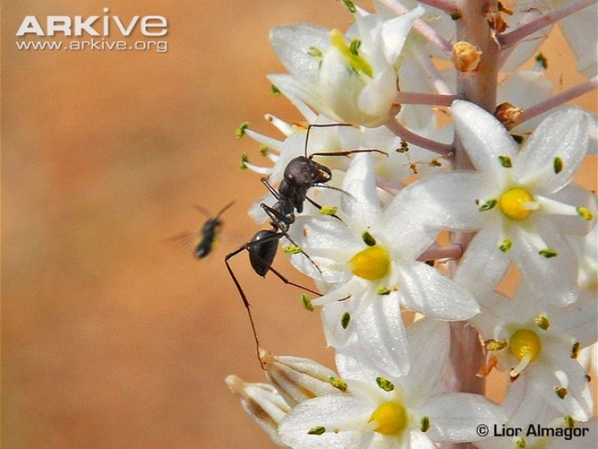 post_ النملة الصحراوية السوداء