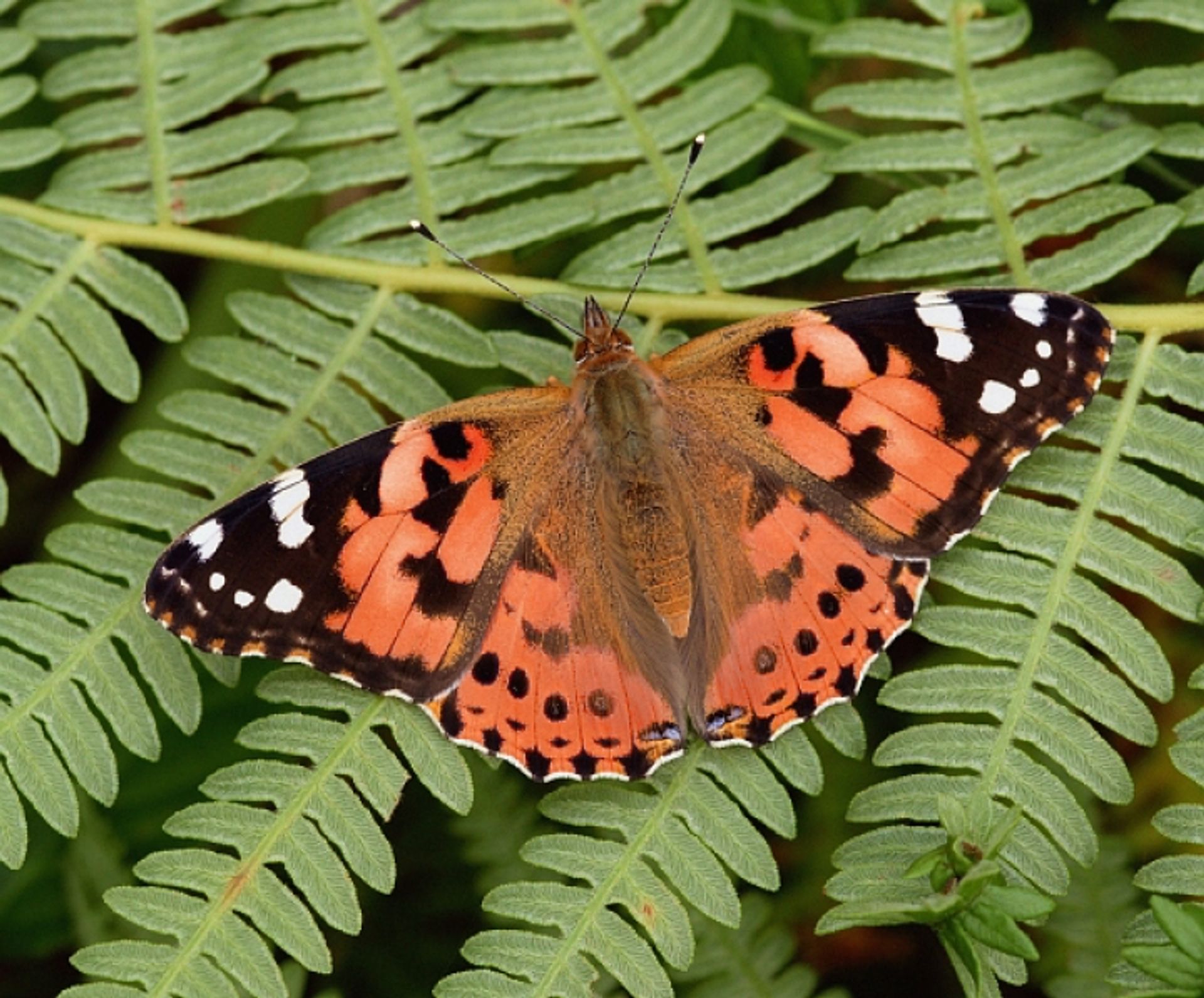 post_أبا دقيق الخبازى