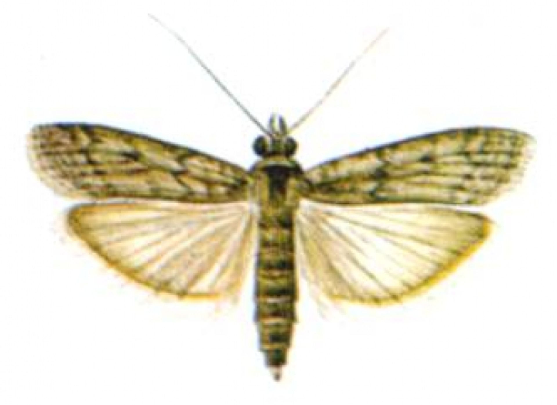 post_فراشة دودة الحبوب المخزونة