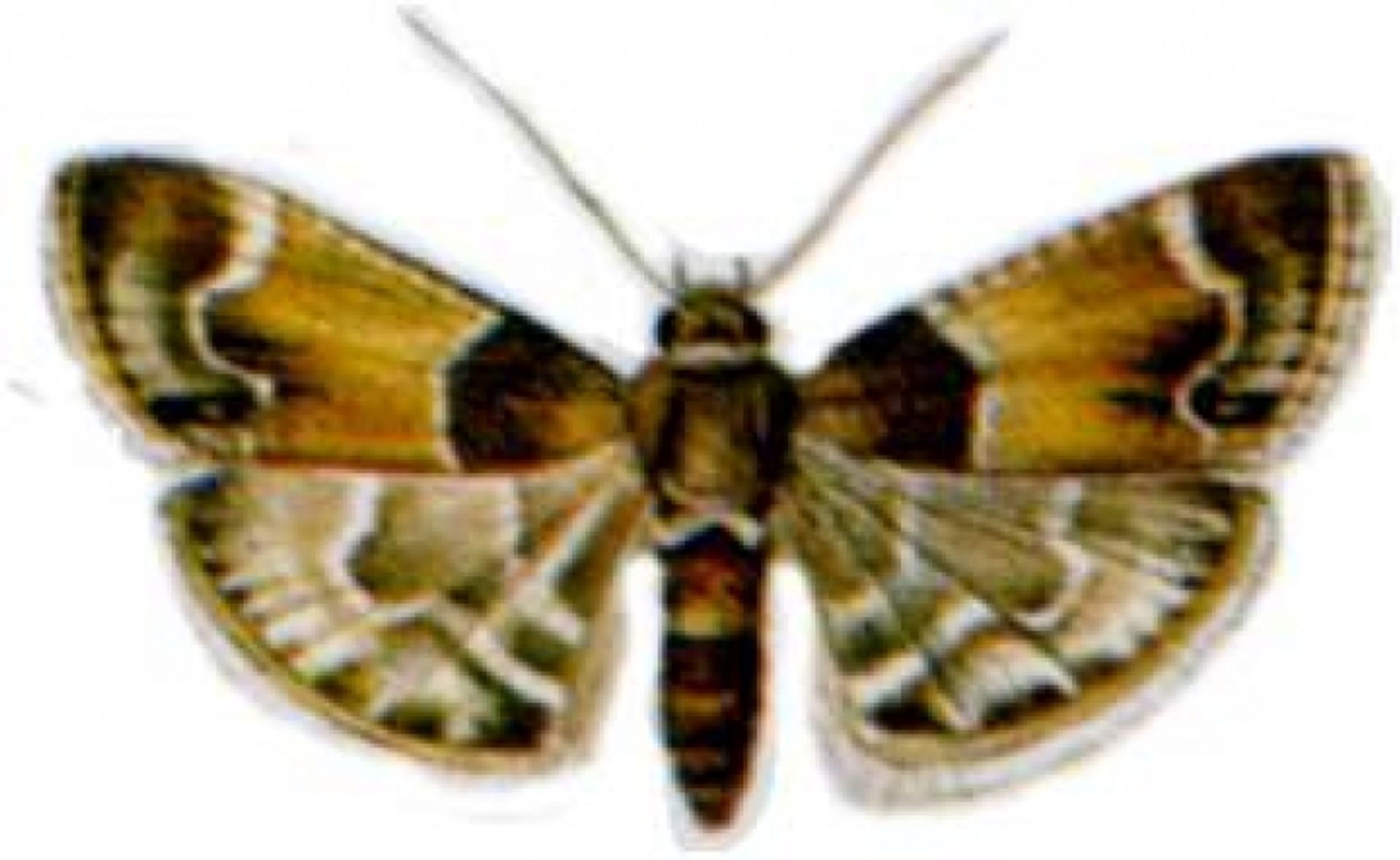 post_فراشة دودة البرسيم الكبري