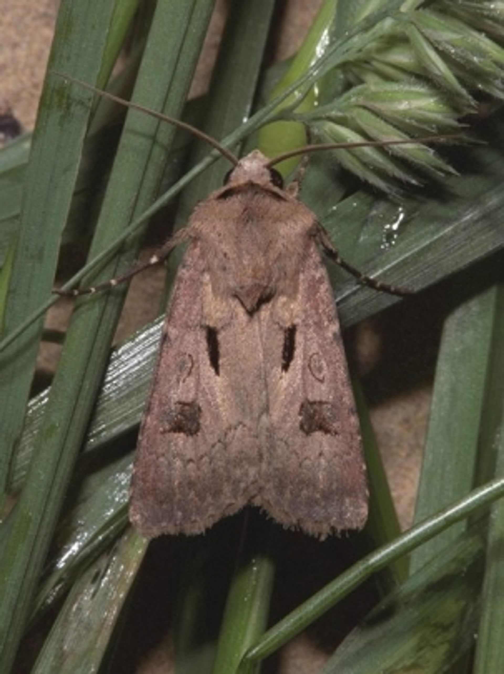 post_فراشة دودة الخس القارضة