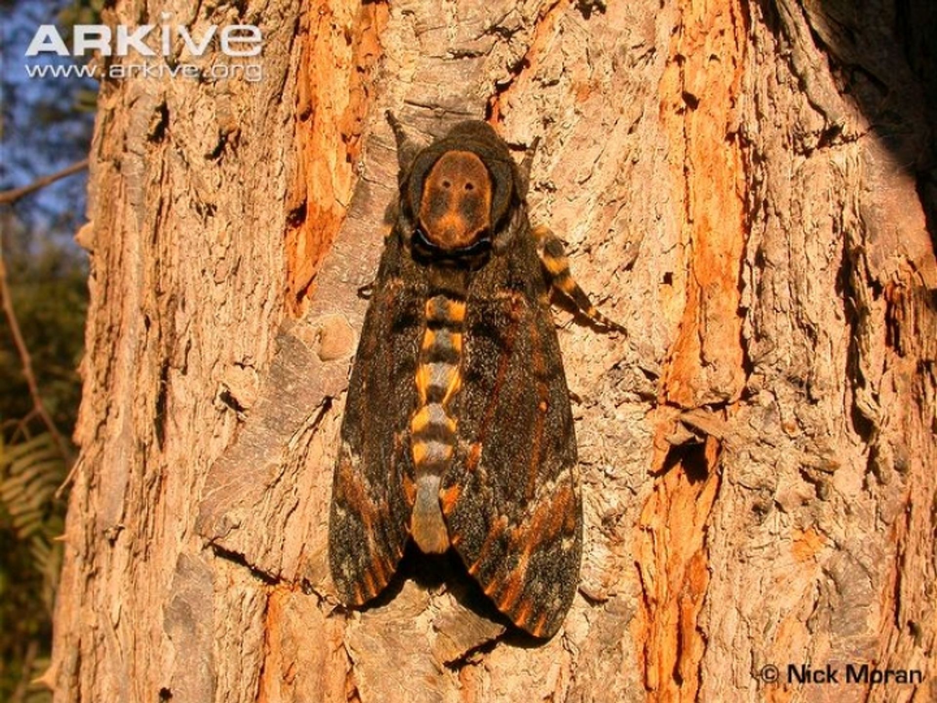 post_فراشة دودة ورق السمسم