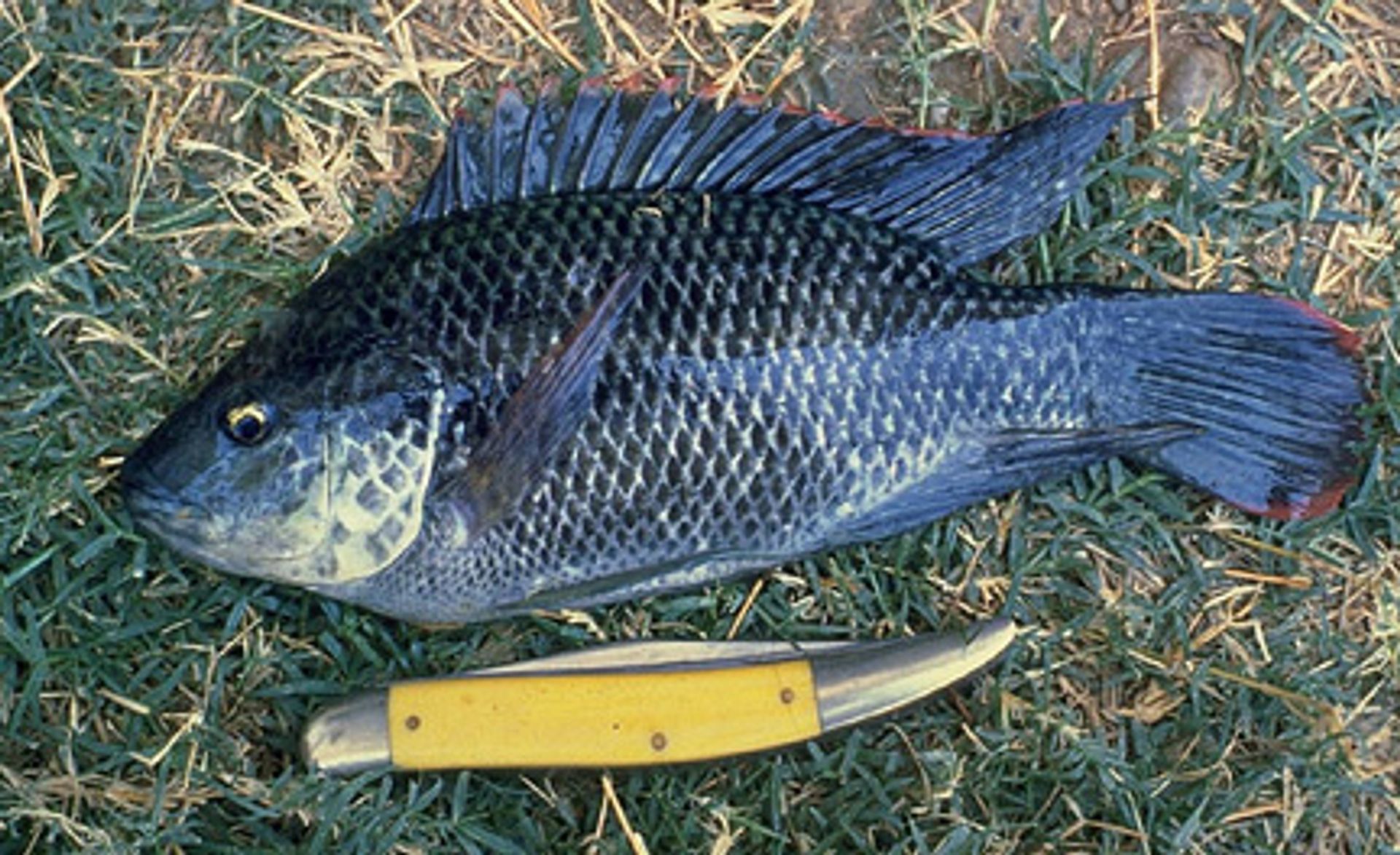 post_البلطي الأزرق