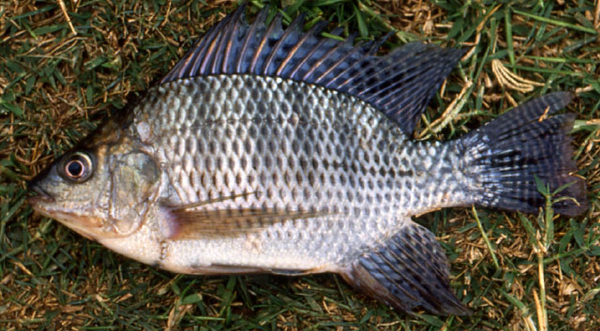 post_ البلطي النيلي