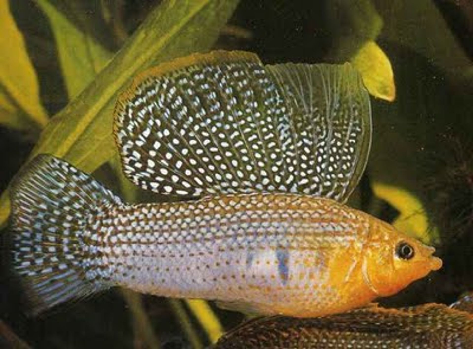 post_ شراعية الزعنفة