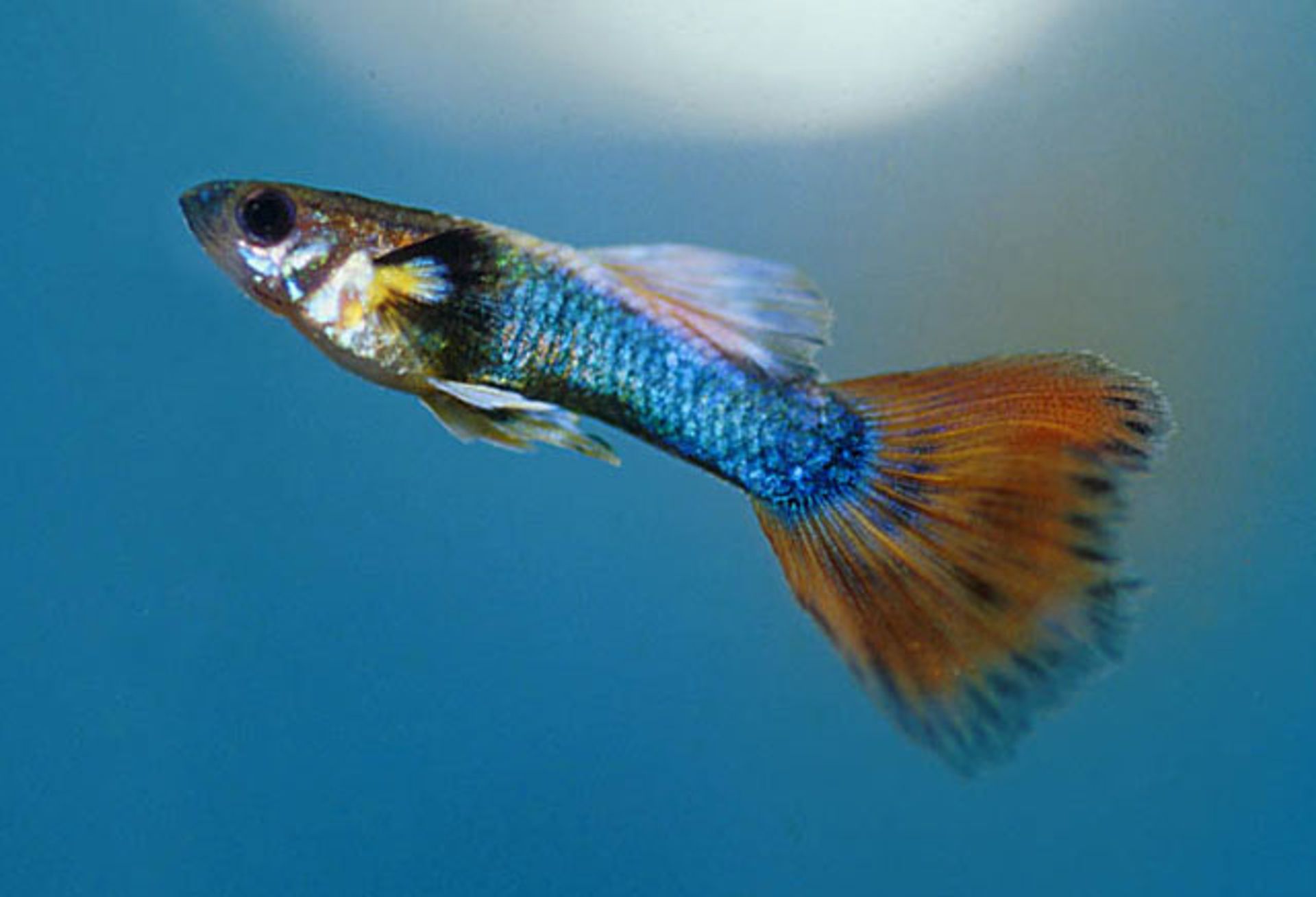 post_مروحية الذيل