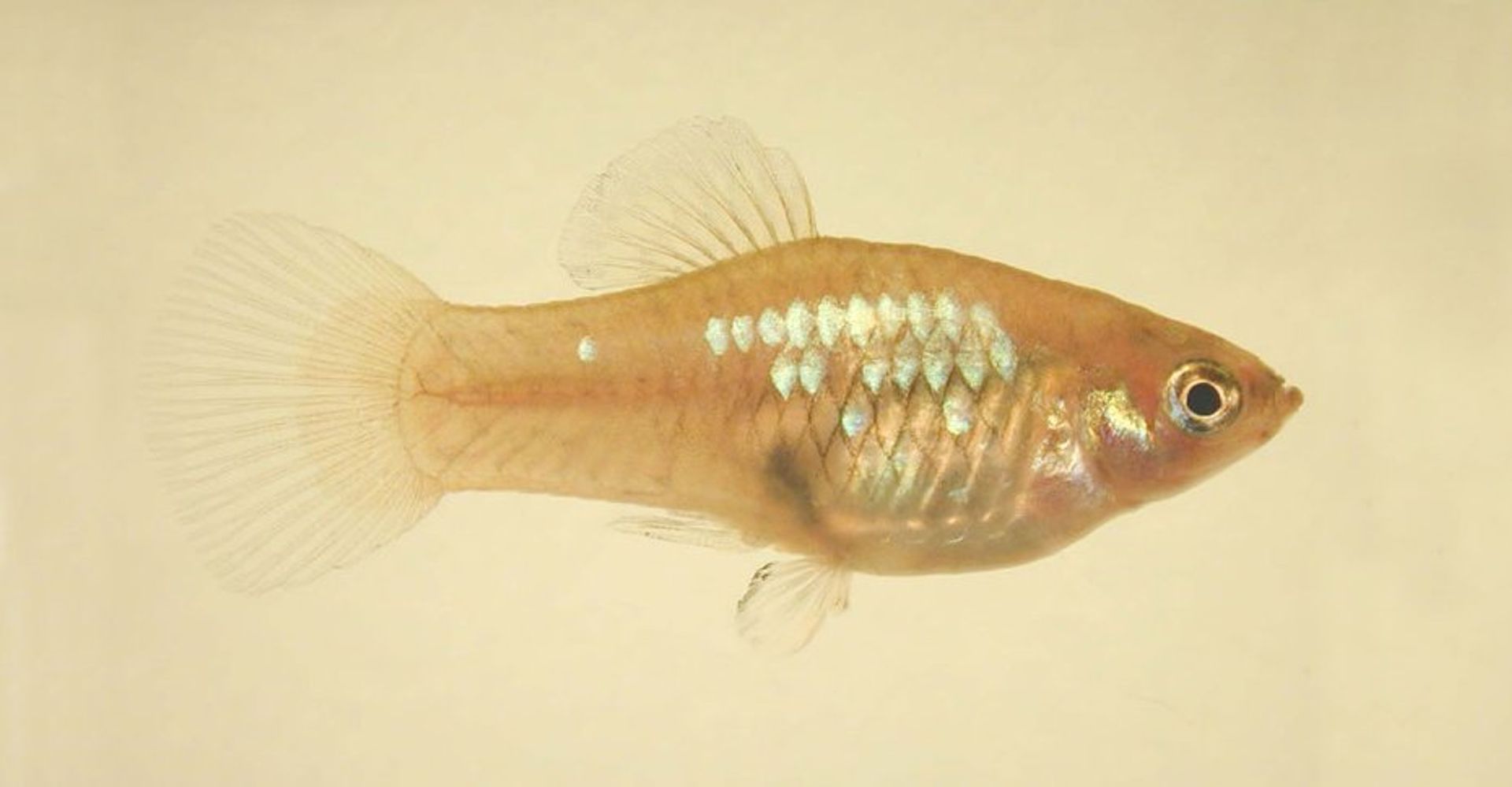 post_سمكة القمر