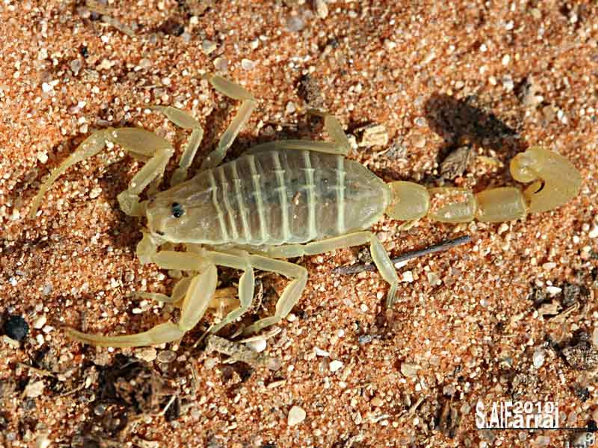 post_العقرب العربية