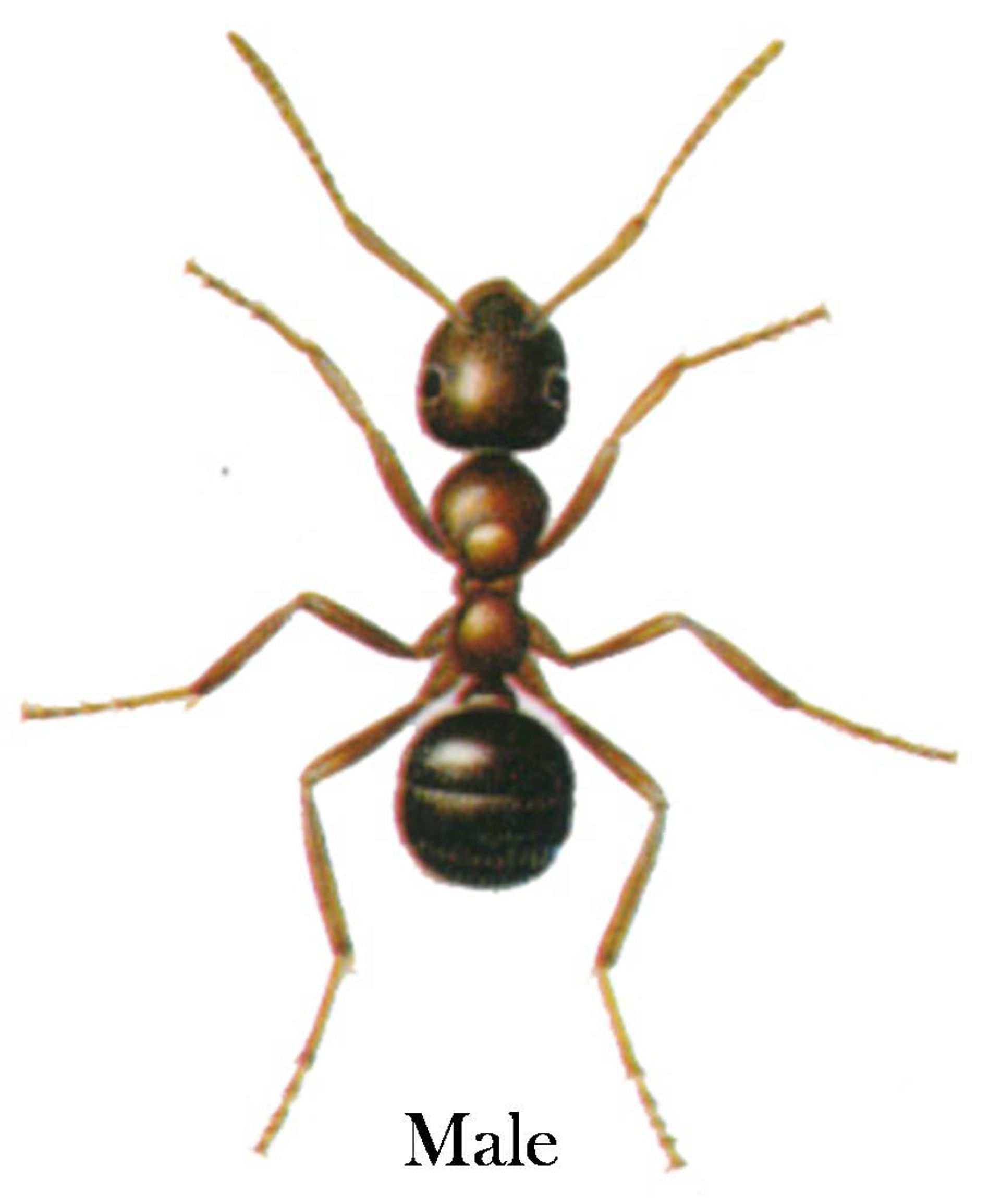 post_النملة السوداء