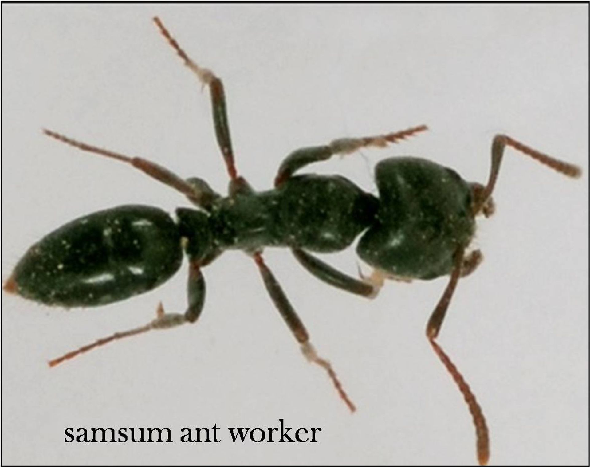 post_نملة السمسوم السوداء السامة