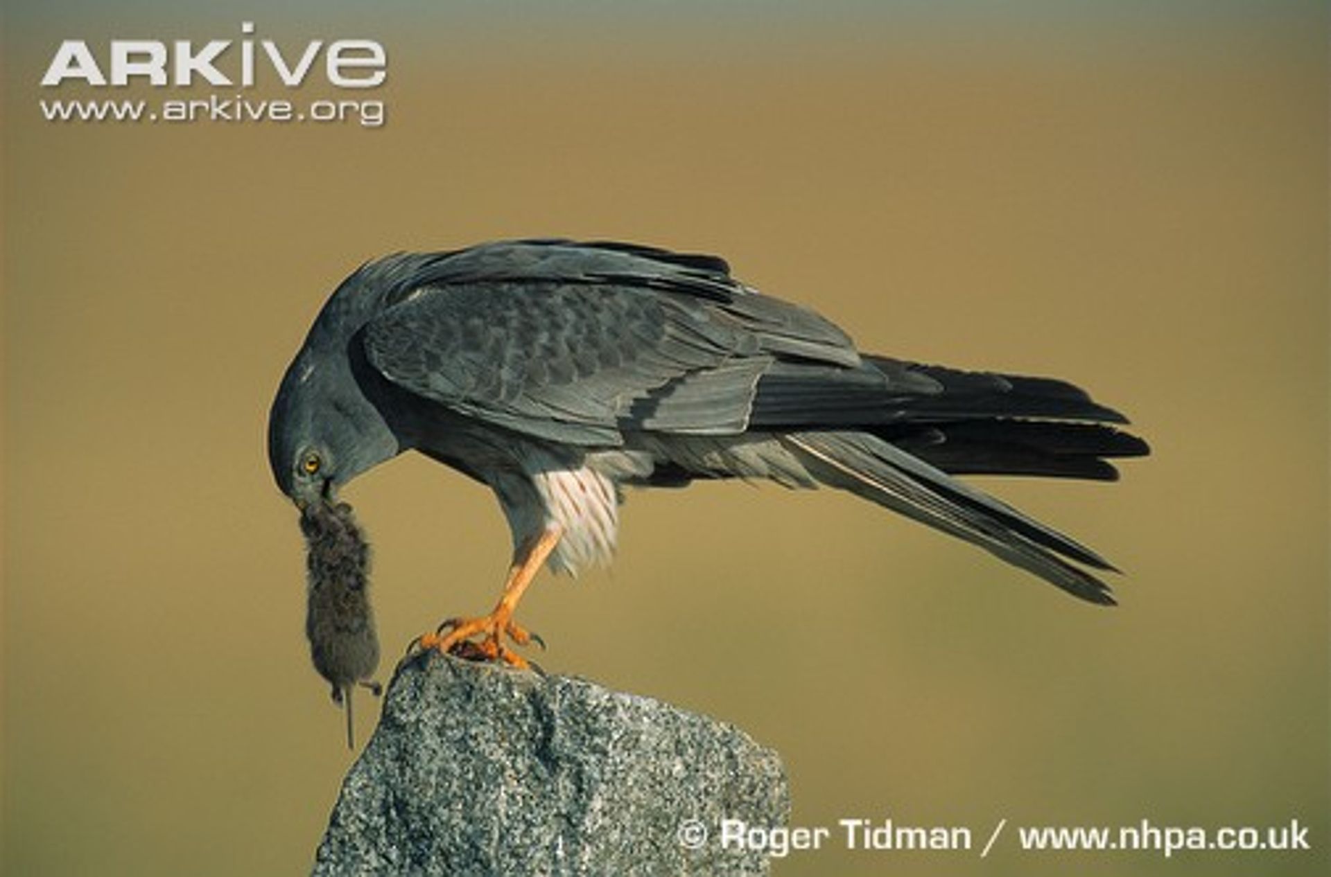 post_مرزة مونتاجو