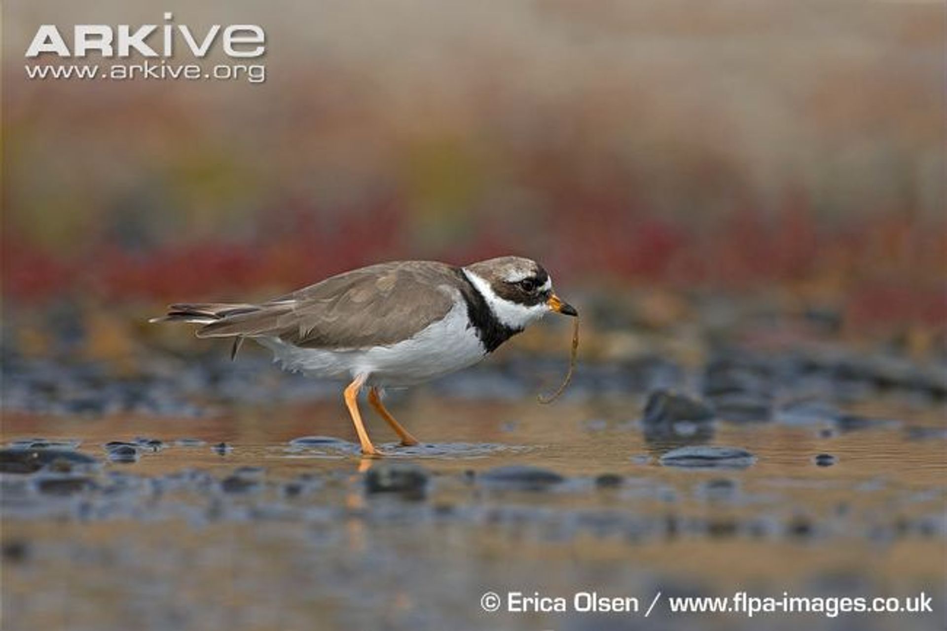 post_قطقاط مطوق