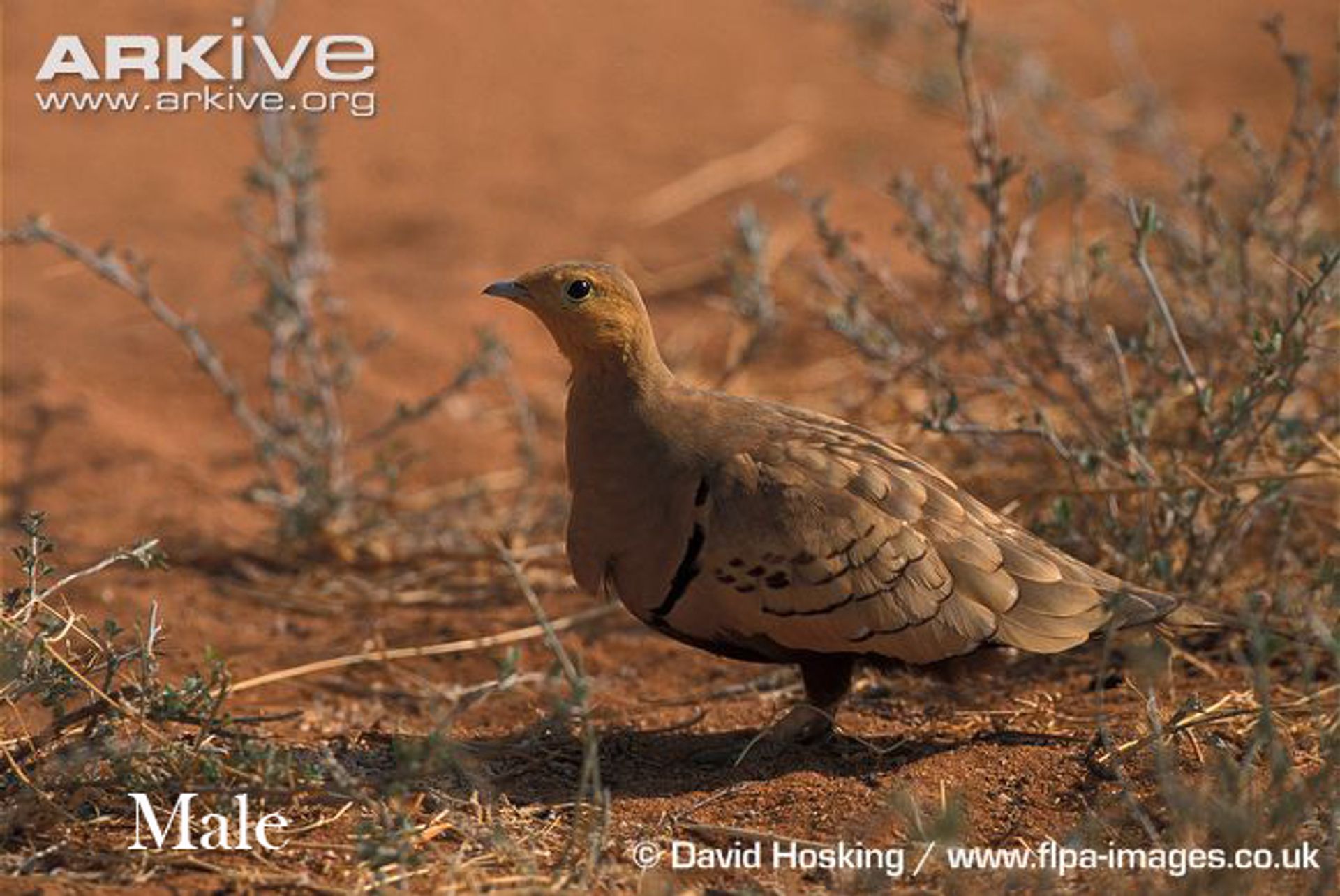 post_القطا كستنائي البطن