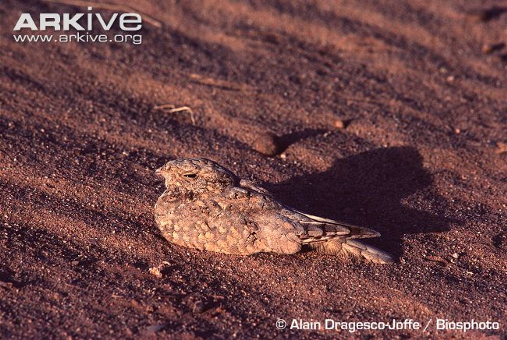 post_السبد المصري