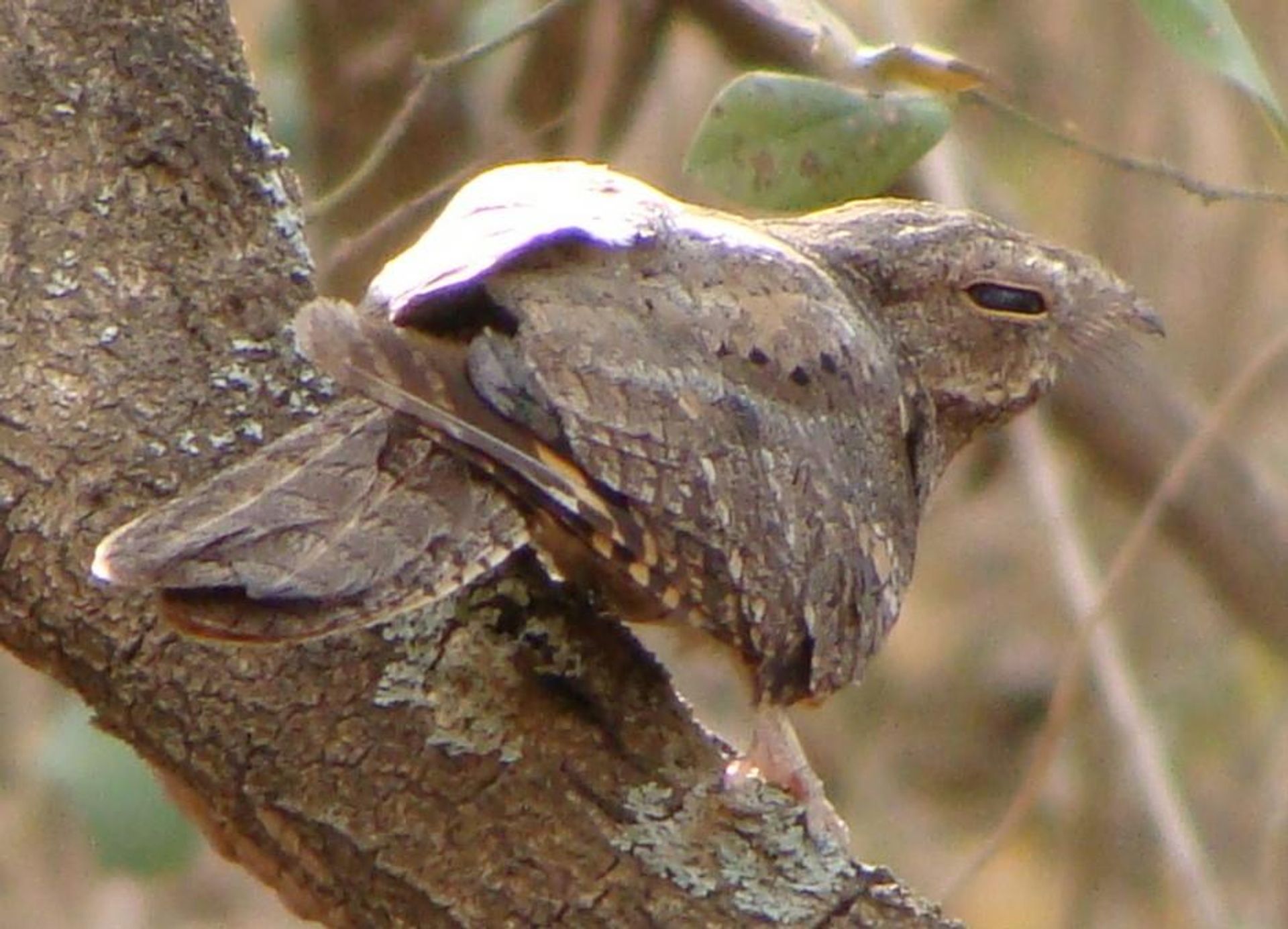 post_سبد السهول