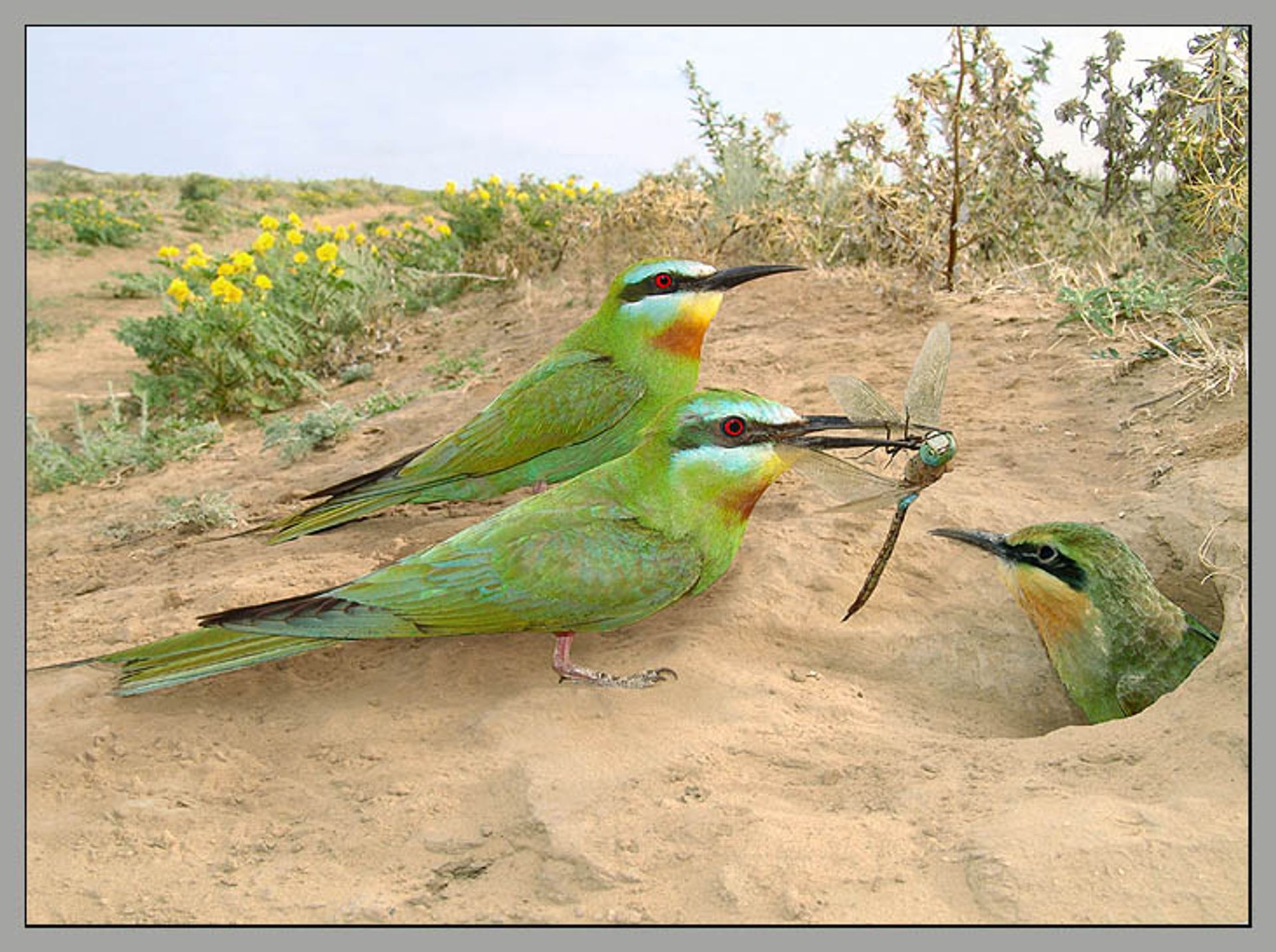 post_الوروار أزرق الخذ