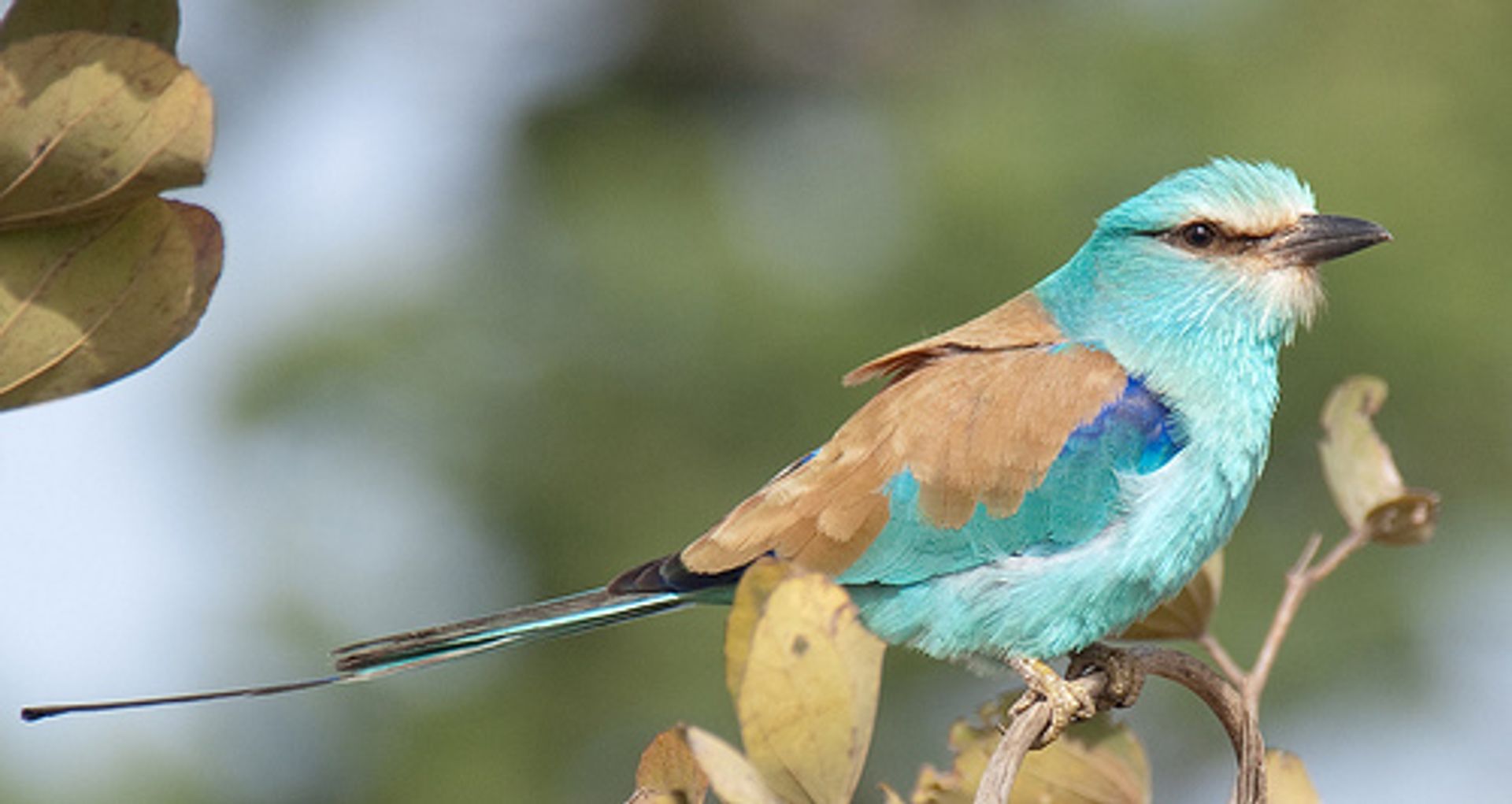 post_الشقراق الحبشي