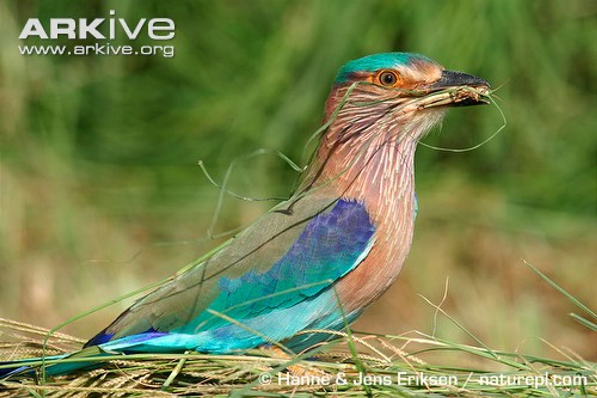 post_الشقراق الهندي  