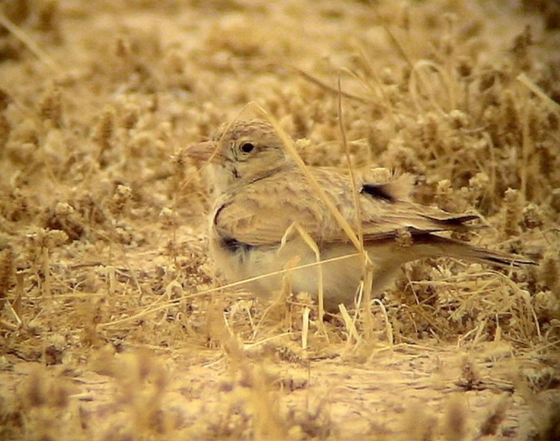 post_قبرة الرمال