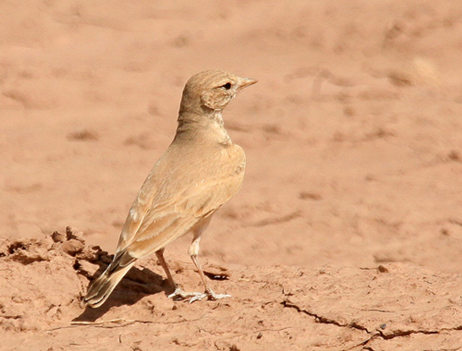 post_قبرة الصحراء موشمة الذيل