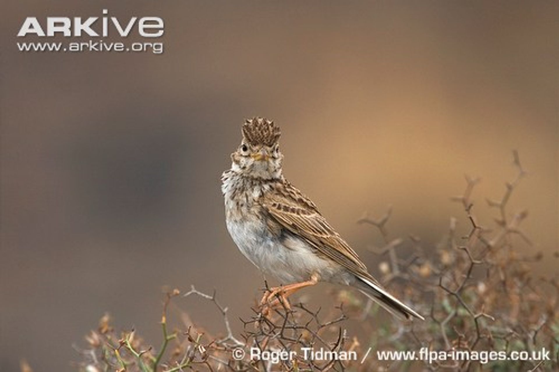 post_القبرة قصيرة الأصابع الصغيرة