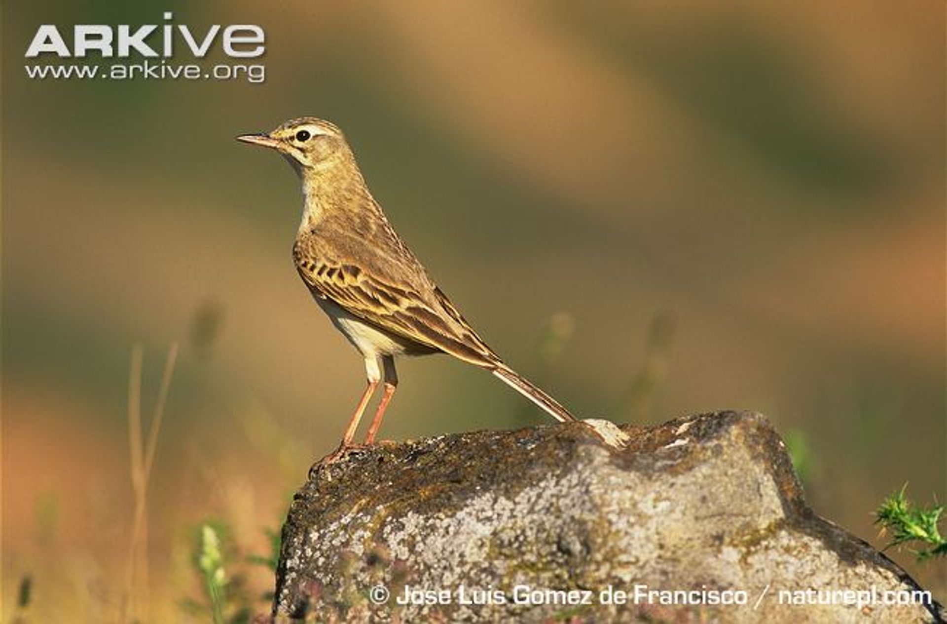 post_جشنة الصحراء