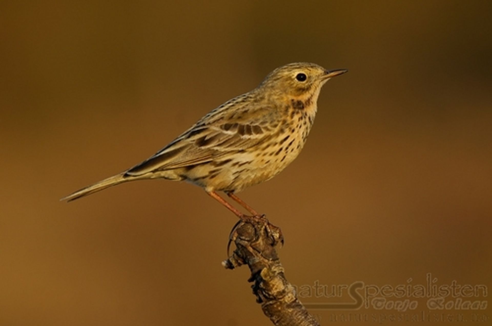 post_جشنة الغيط