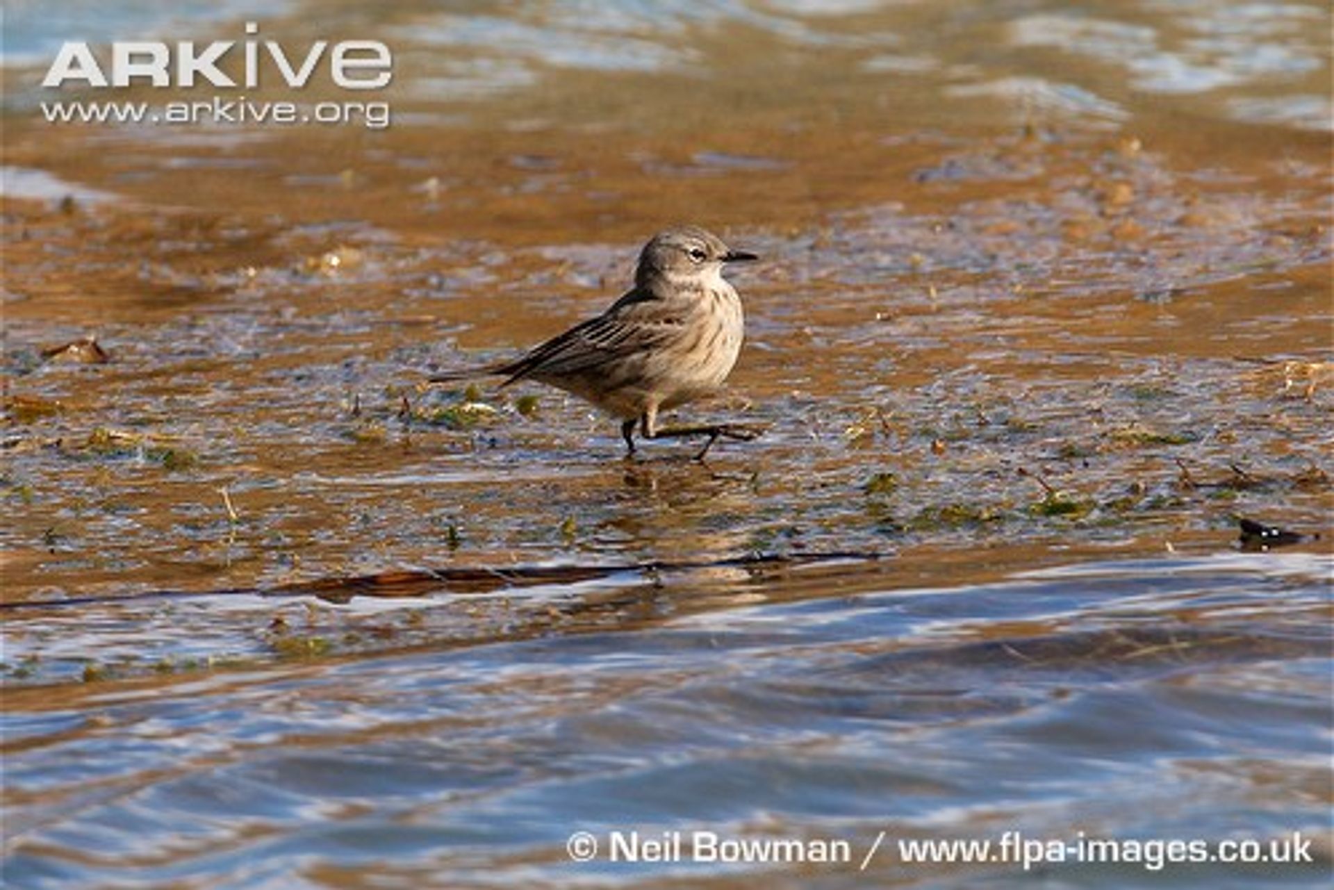 post_جشنة الماء