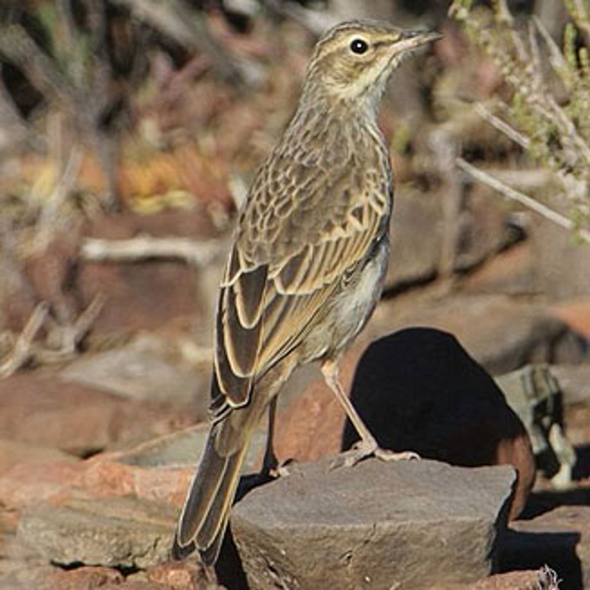 post_الجشنة طويلة المنقار