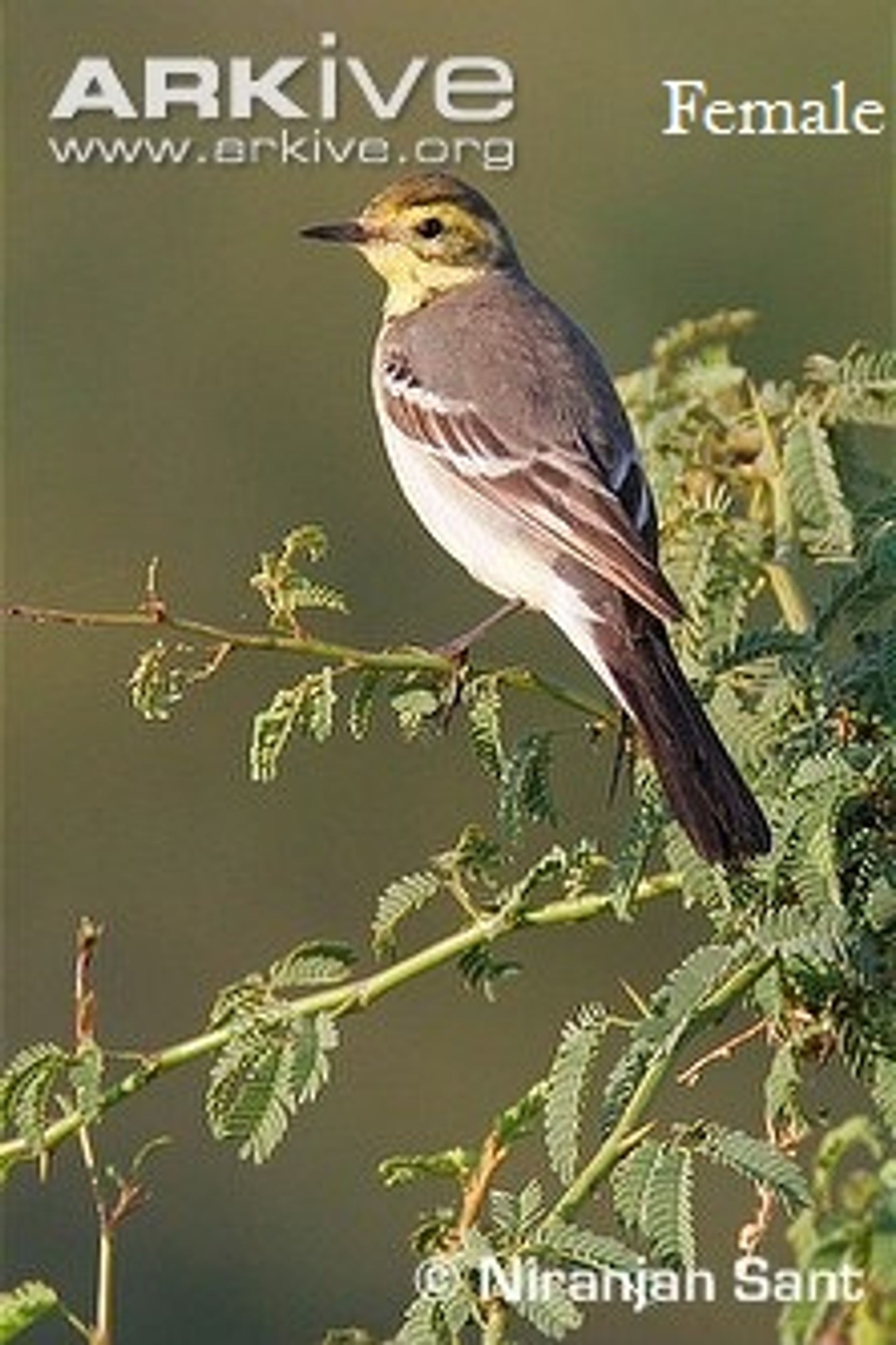 post_الذعرة صفراء الرأس