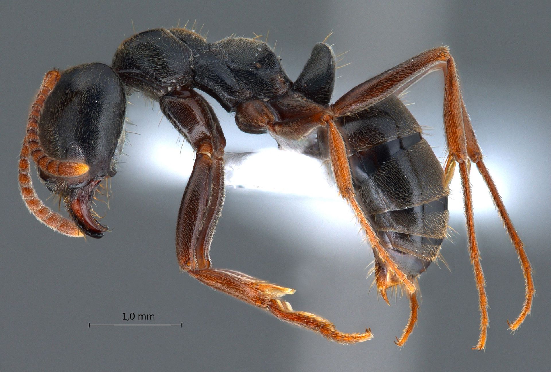 post_نملة السموم السوداء