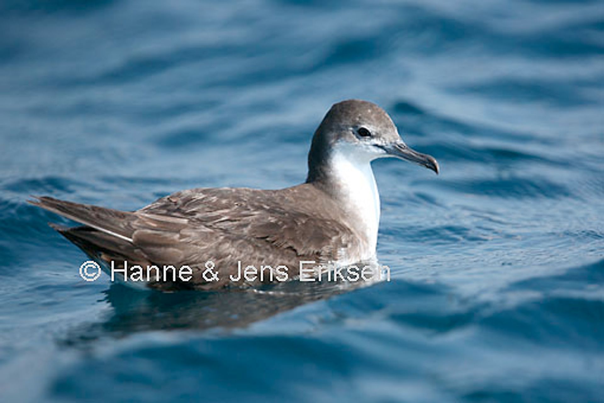 post_جلم الماء الفارسي