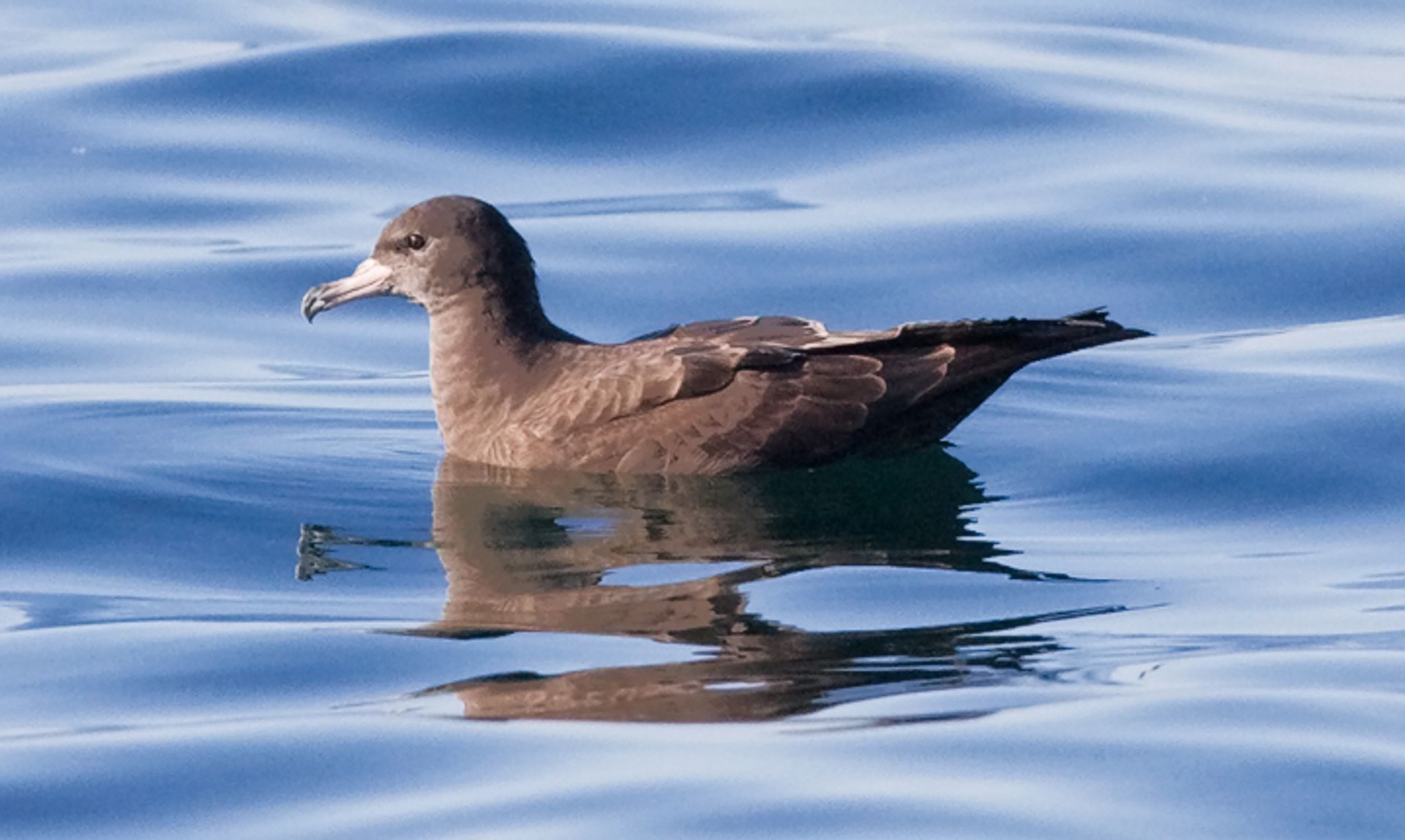 post_جلم الماء فاتح القدم