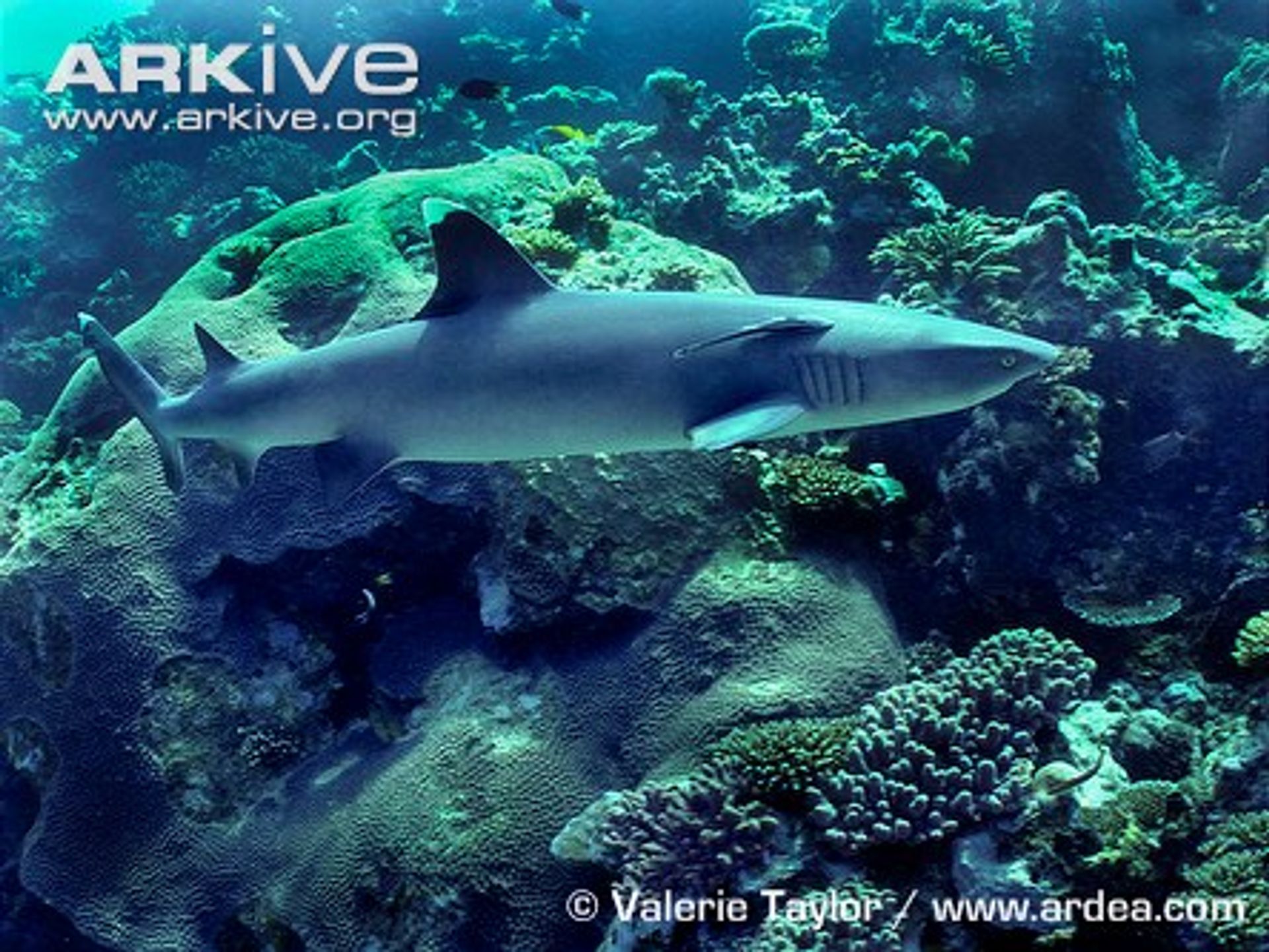 post_القرش أبيض القمة 