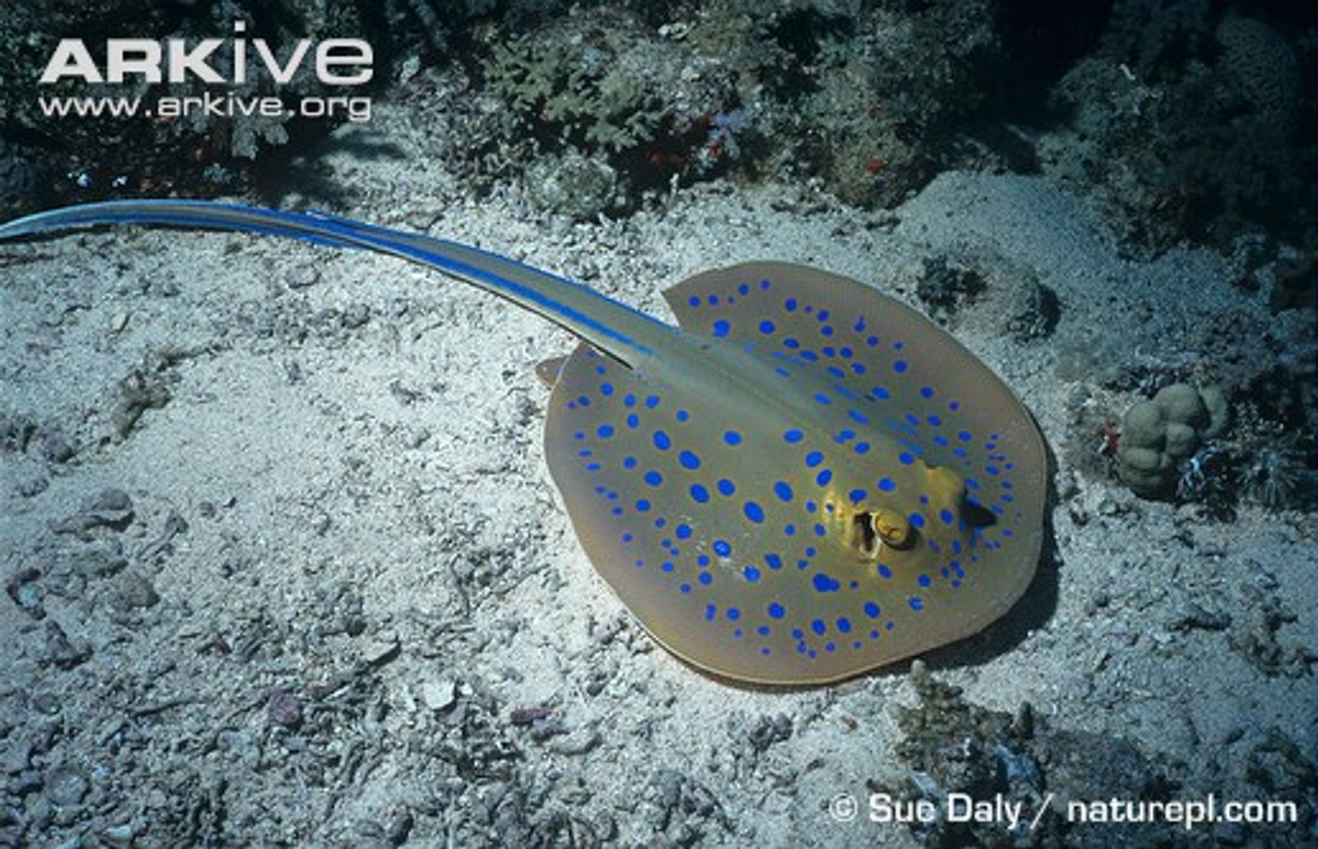 post_الرقيطة الصغيرة 