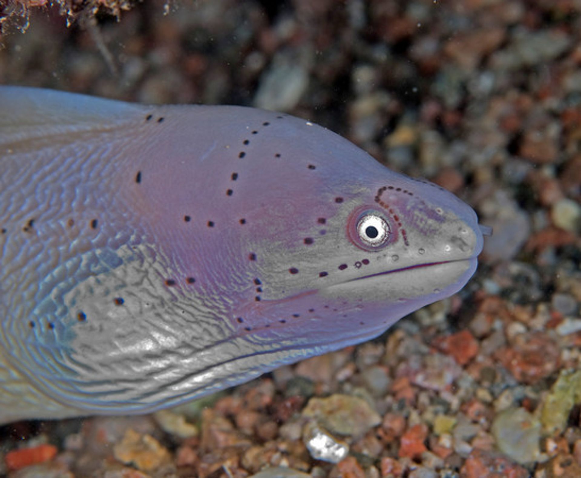 post_الانقليس الرمادي