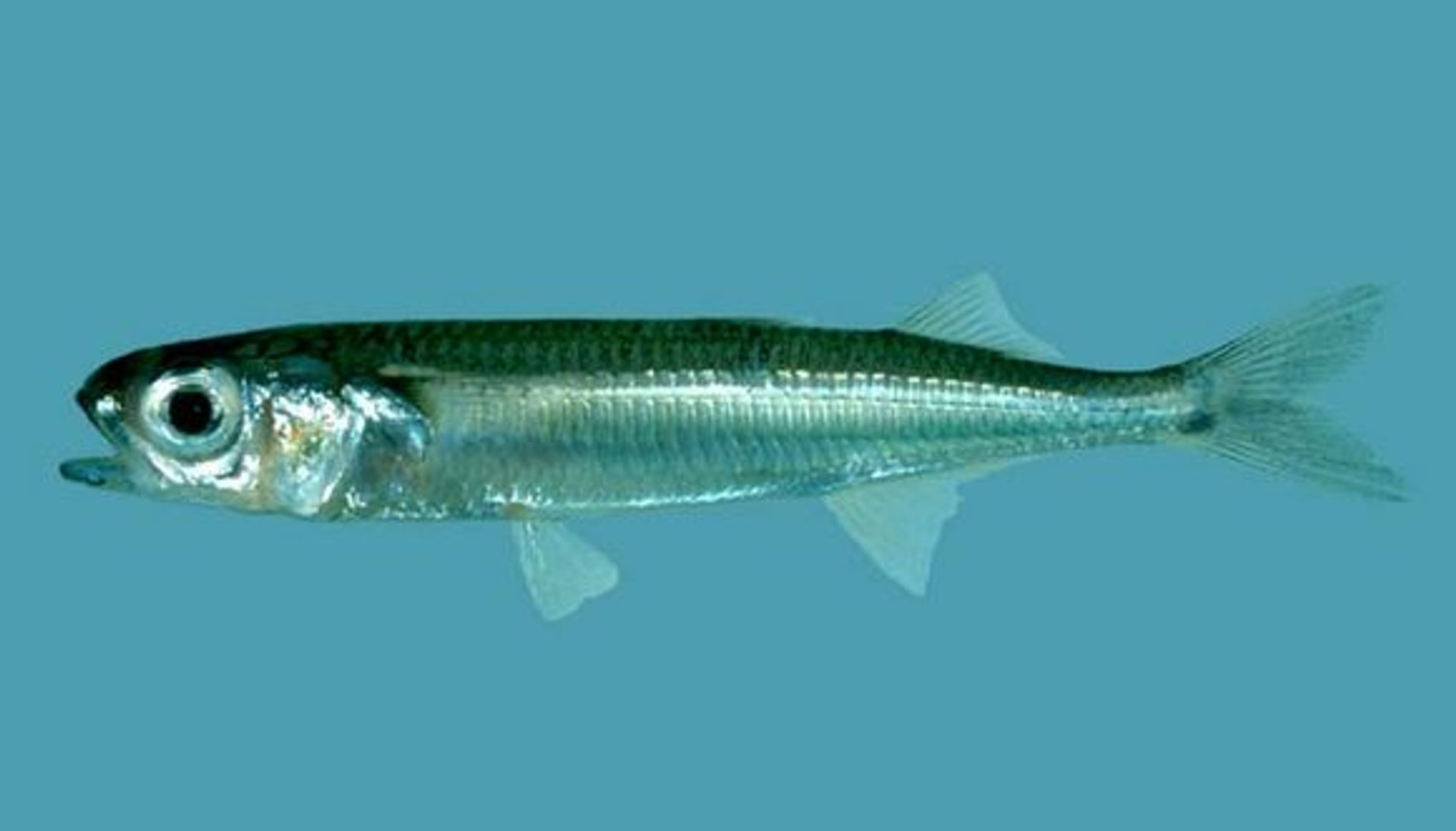 post_الفضية المتينة