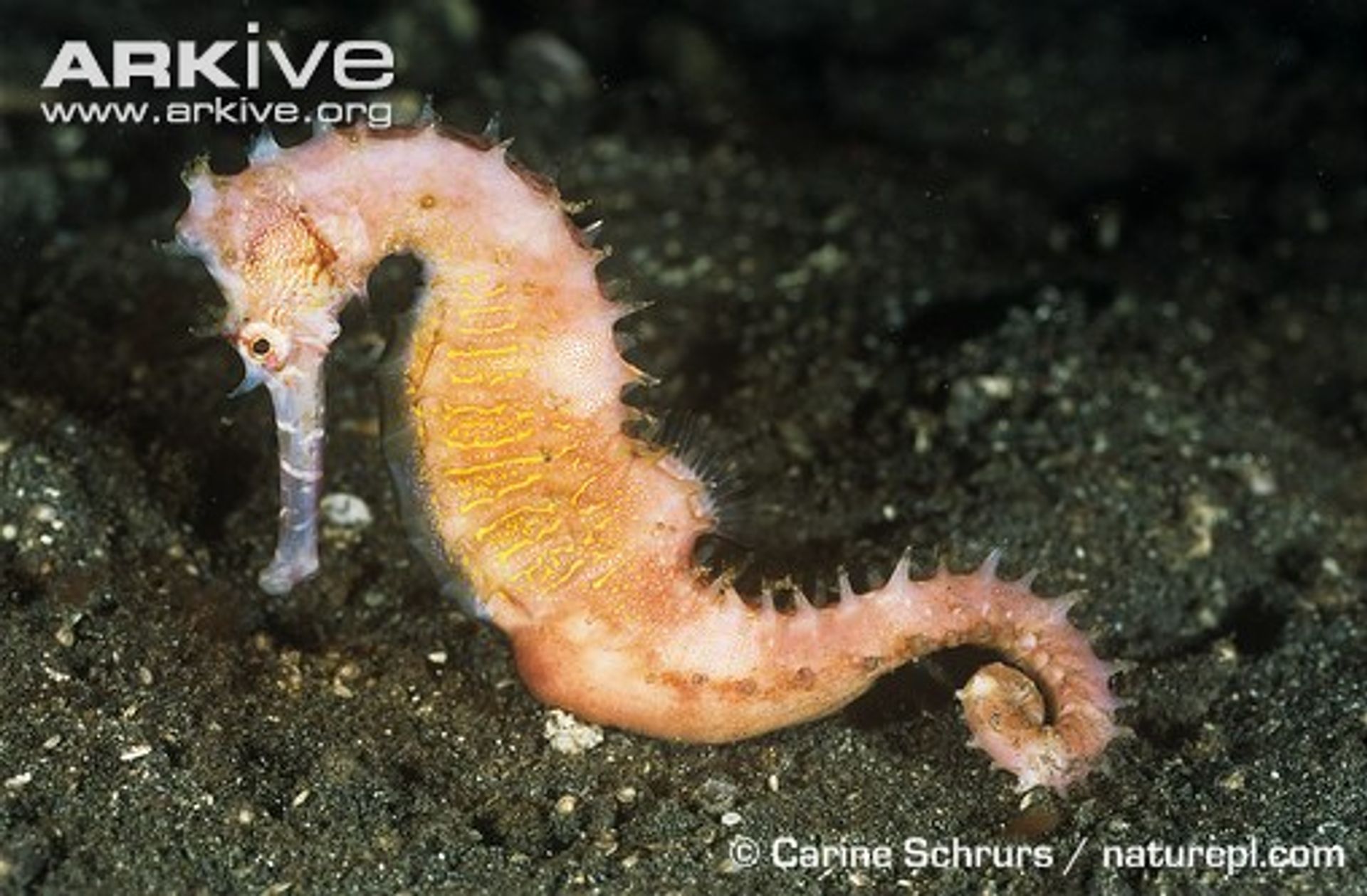 post_حصان البحر