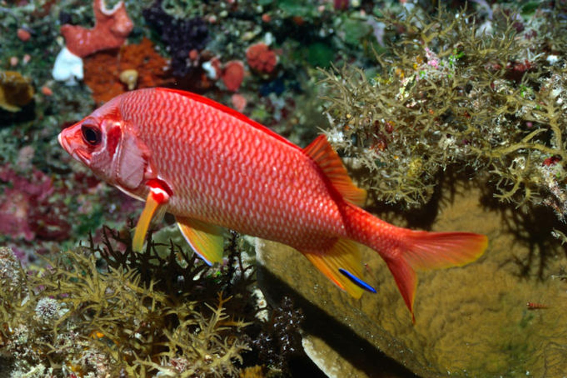 post_سمك السنجاب السيفي