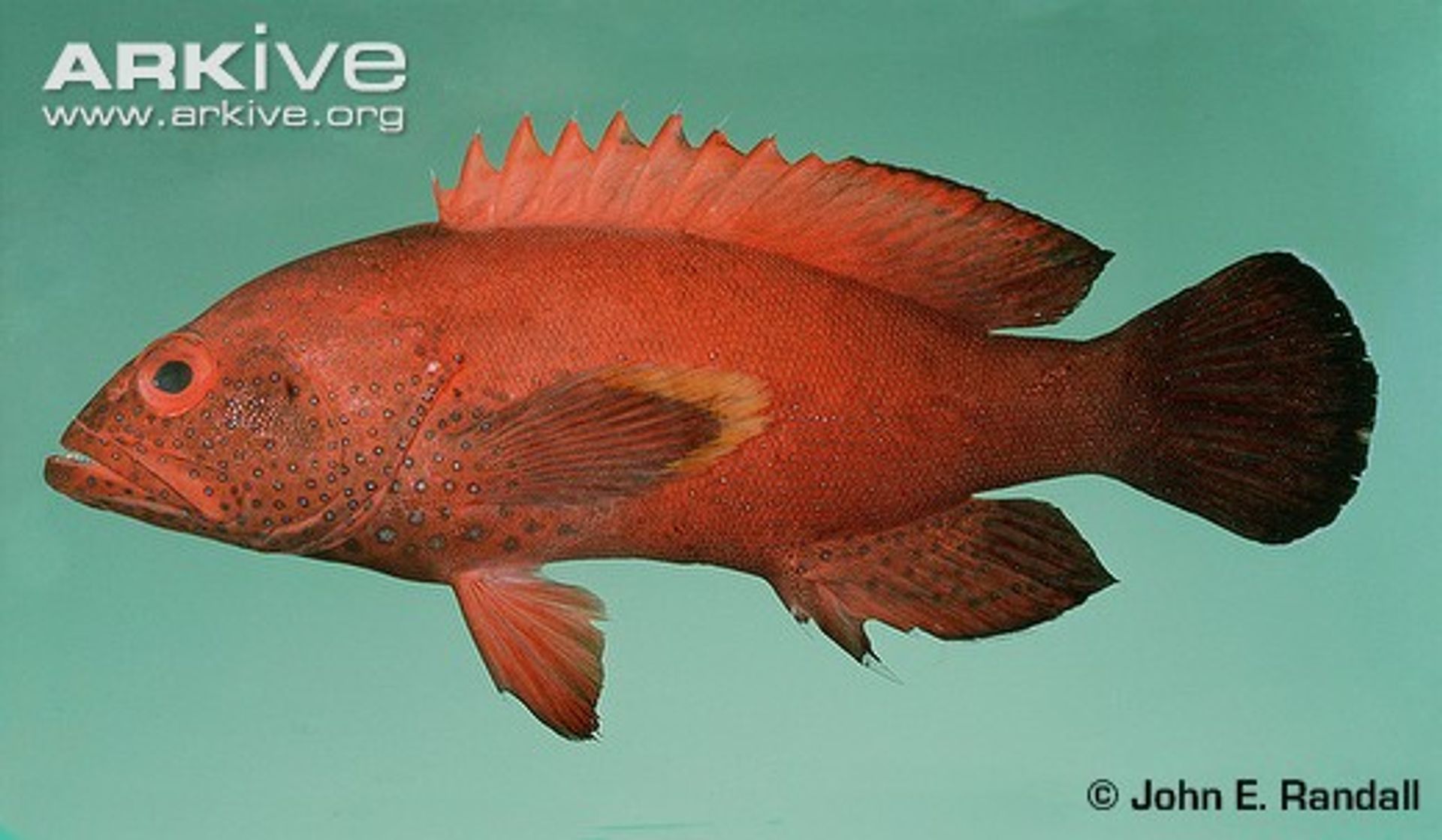 post_سمك الناجل 