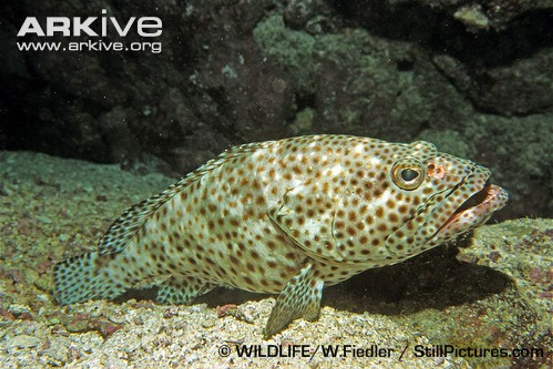 post_الهامور العربي 