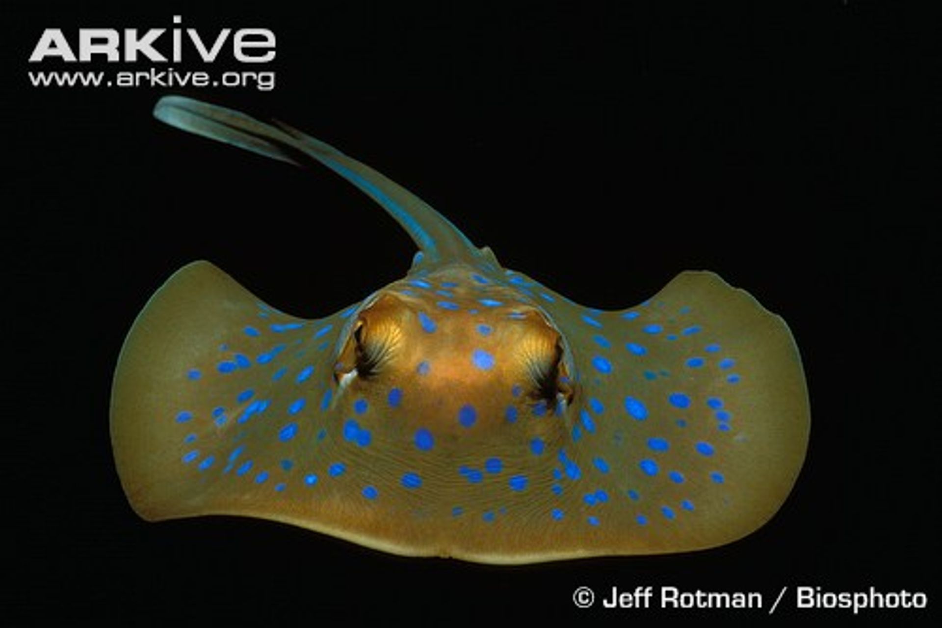 post_السمكة القابعة